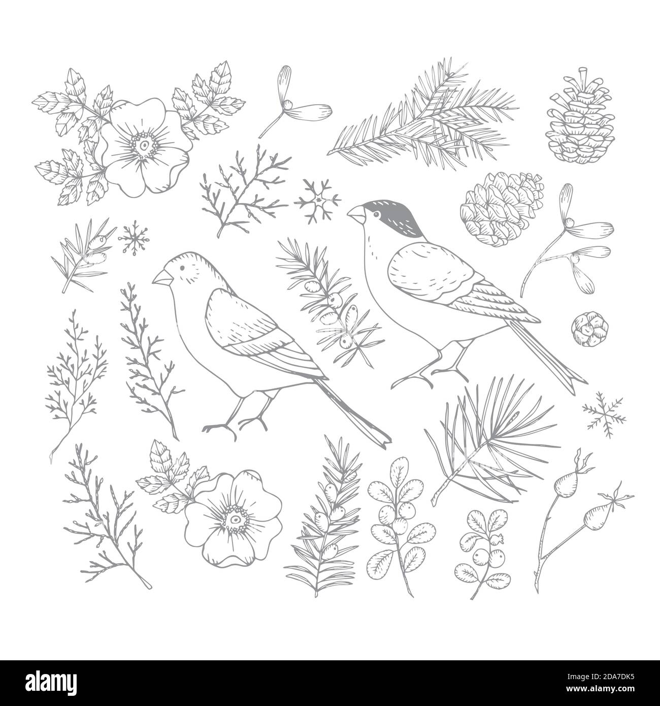 Ensemble d'oiseaux de Noël et d'illustrations florales. Bullfinch et finch doré avec fleurs, feuilles et branches et cônes de sapin et de pinte. Fleur de rose Illustration de Vecteur