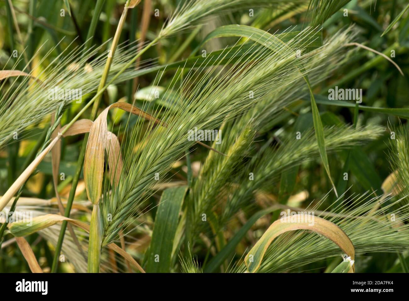 Mur ou fausse orge (Hordeum murinum) têtes de graines non mûres ou épis d'herbe sauvage annuelle, Berkshire, juin Banque D'Images
