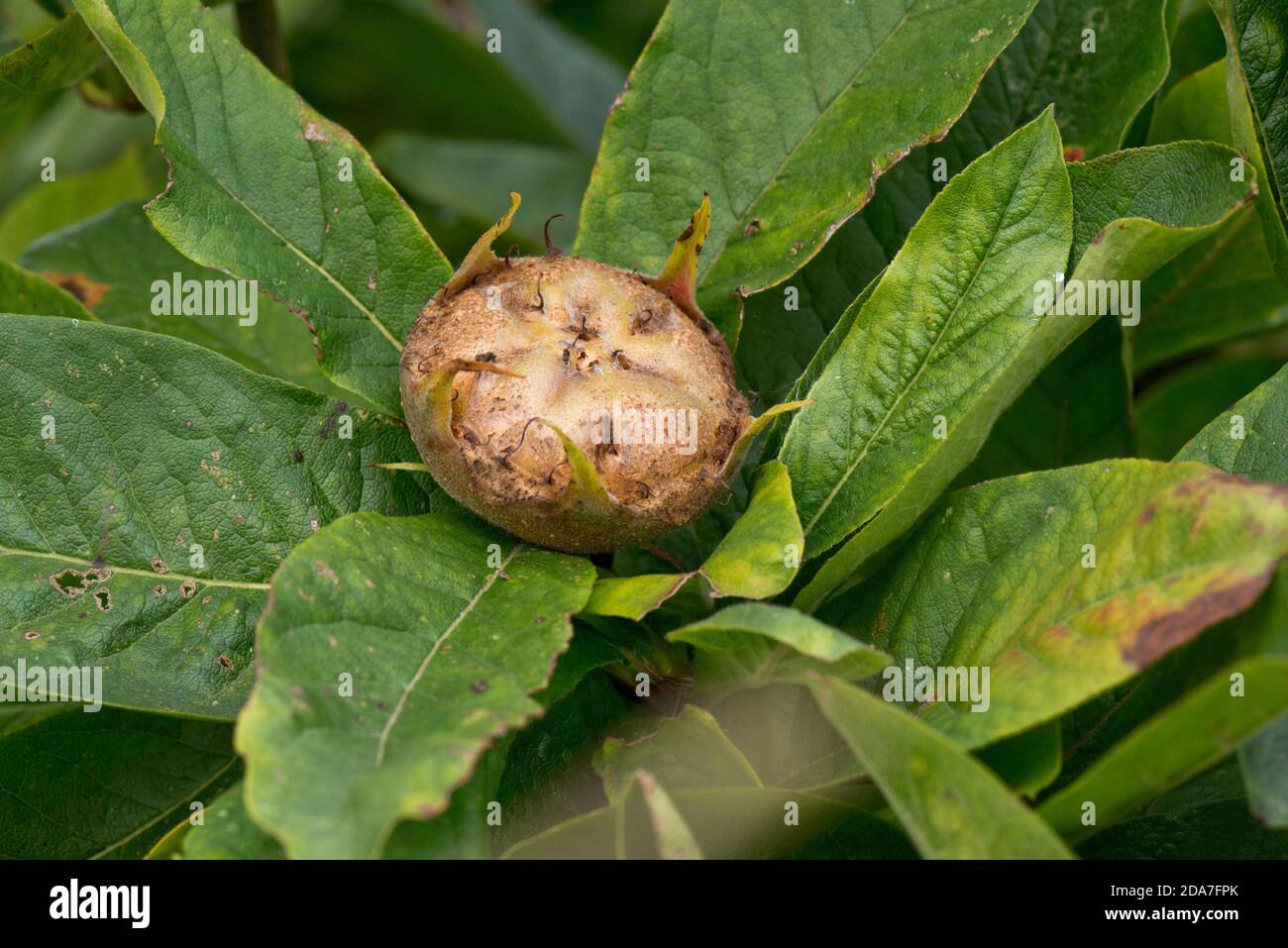 Fruit d'un arbre médlaire commun (Mespilus germanica) entièrement développé mais avant le bletting, Berkshire, août Banque D'Images