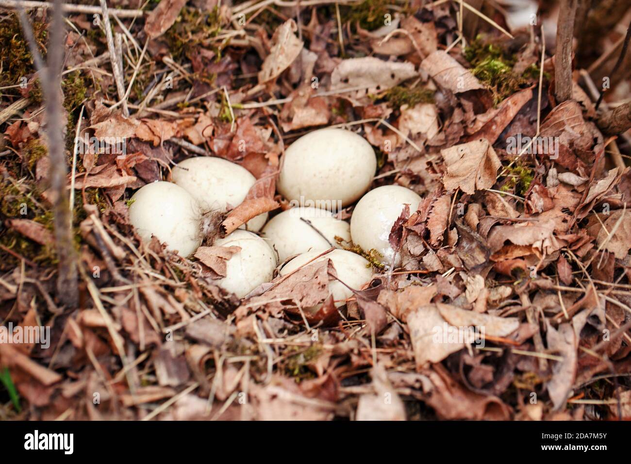 Œufs blancs de canard sauvage nichés dans la forêt. Habitat des oiseaux sauvages et nouvelle vie. Maison pour le poulet frais nouveau-né. La vie de la nature printanière saisonnière Banque D'Images