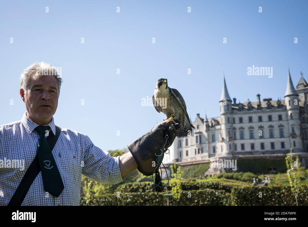Falconer avec un faucon pèlerin (Falco peregrinus) sur sa main gantée avec l'impressionnante toile de fond du château de Dunrobin, Sutherland, Écosse. Banque D'Images