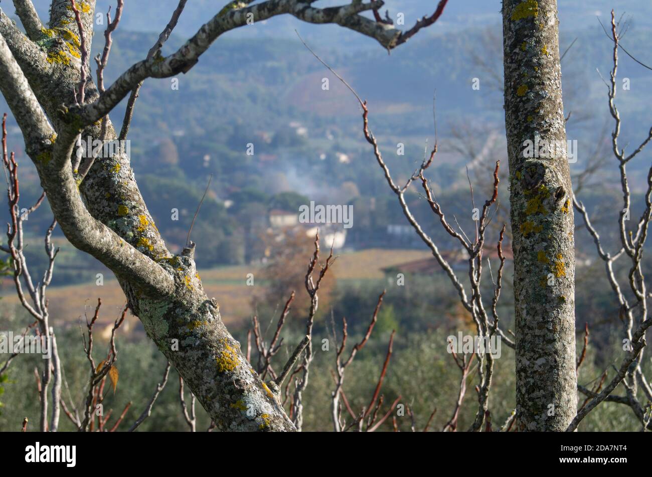 Gros plan du tronc d'arbre avec des taches blanches et jaunes de lichens sur le fond flou de la campagne toscane Banque D'Images