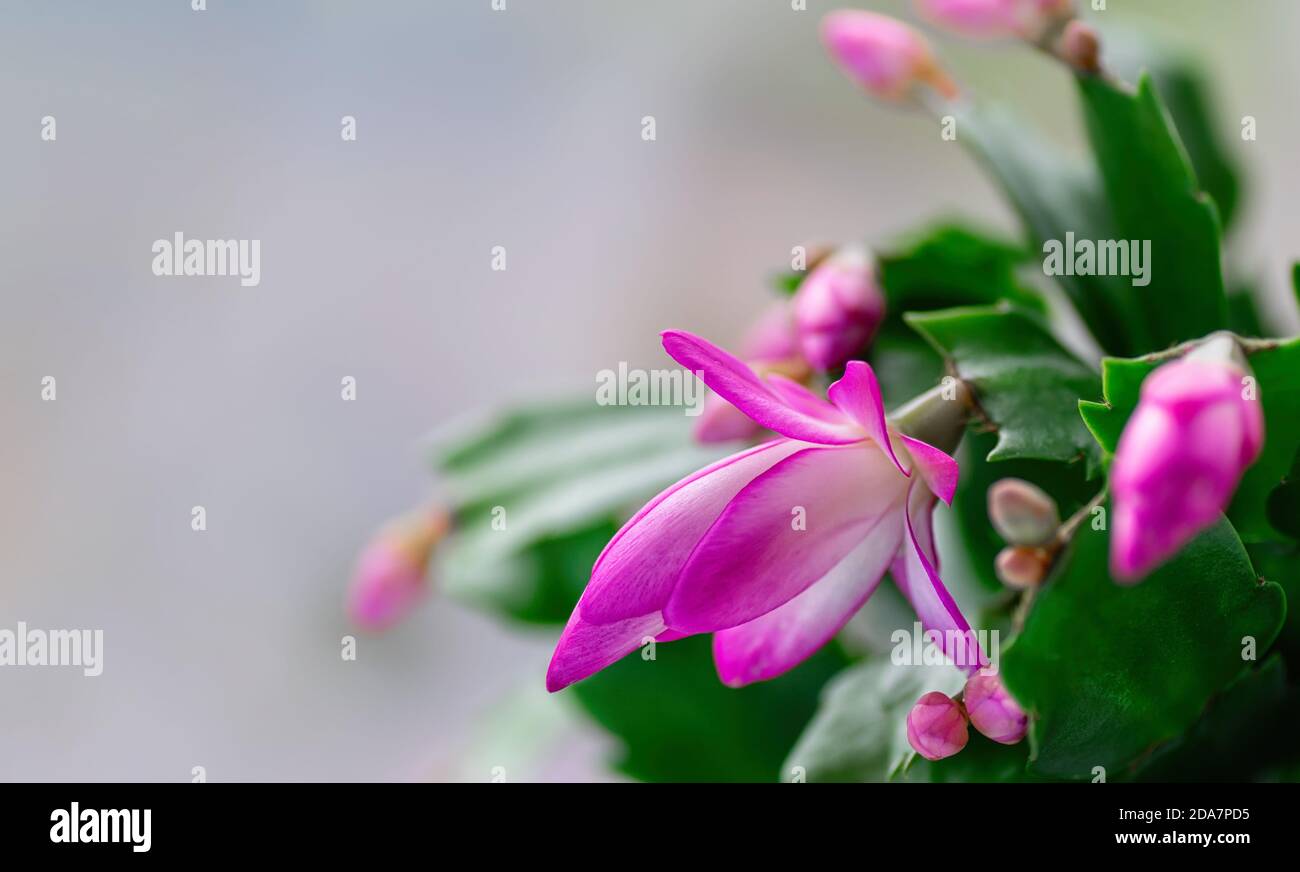 Schlumbergera rose, cactus de Noël ou cactus de Thanksgiving sur fond blanc. Gros plan. Copier l'espace. Banque D'Images