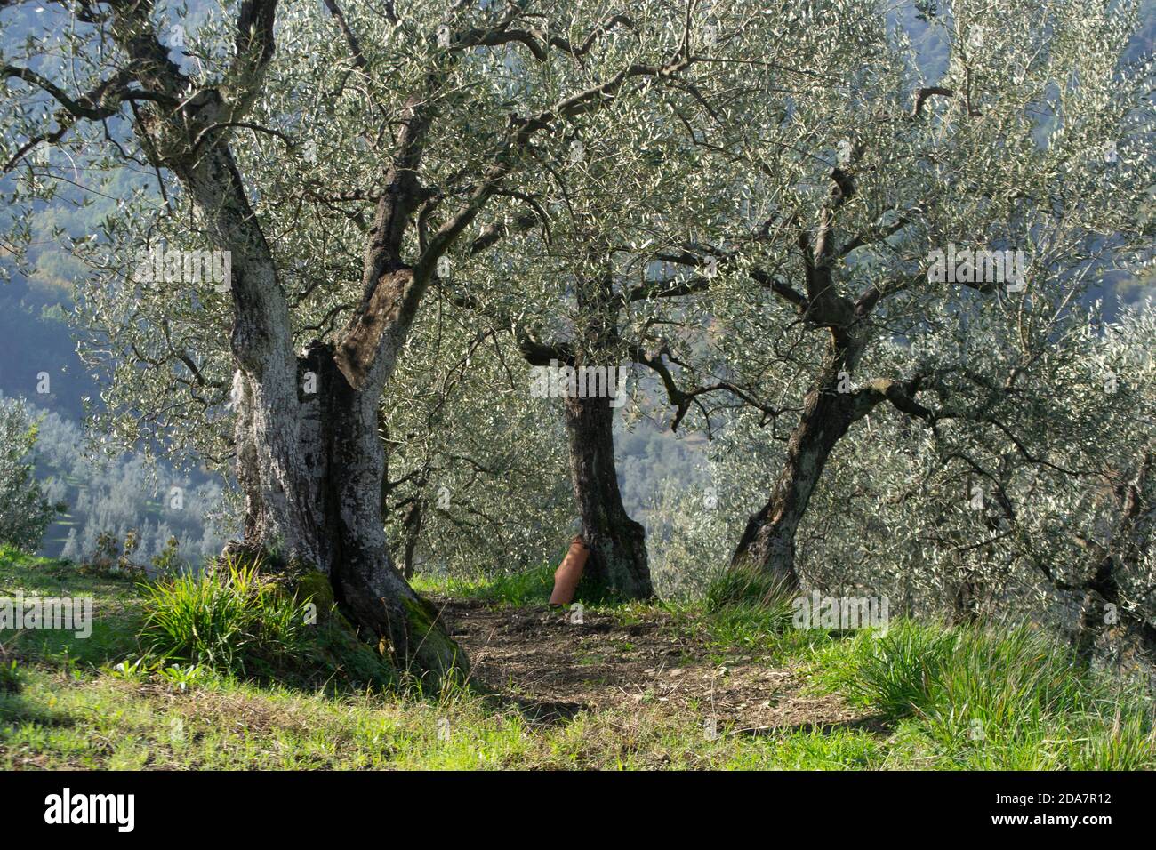 vieux arbres typiques d'une oliveraie dans la toscane campagne près d'arezzo Banque D'Images