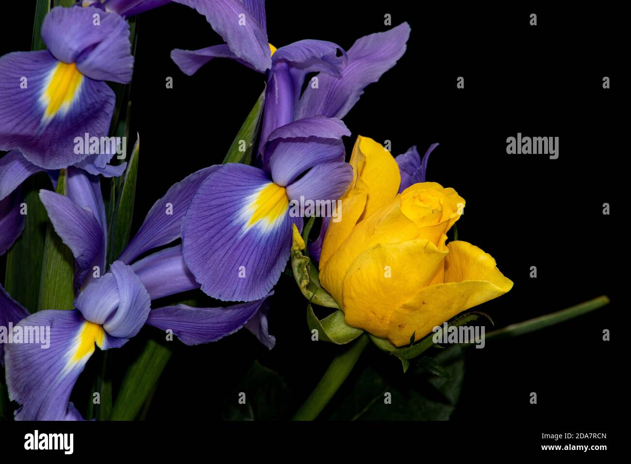 Rose avec fleurs violettes et feuilles avec fond noir Banque D'Images