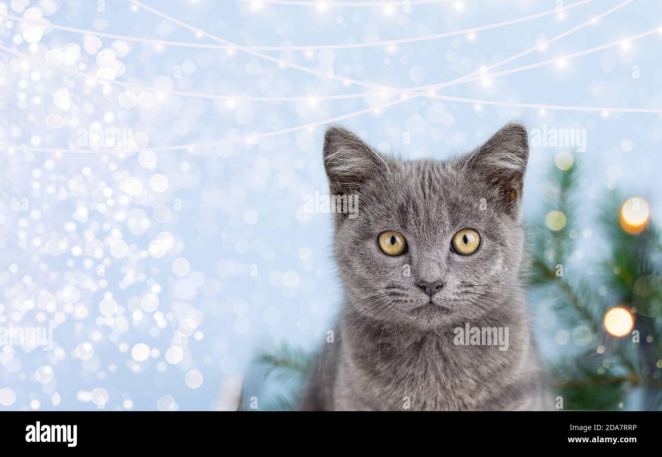 Petit Chat Britannique Gris Mignon Chaton Sur Le Fond De L Arbre De Noel Fond De Noel Avec Guirlande Lumineuse Copier L Espace Photo Stock Alamy