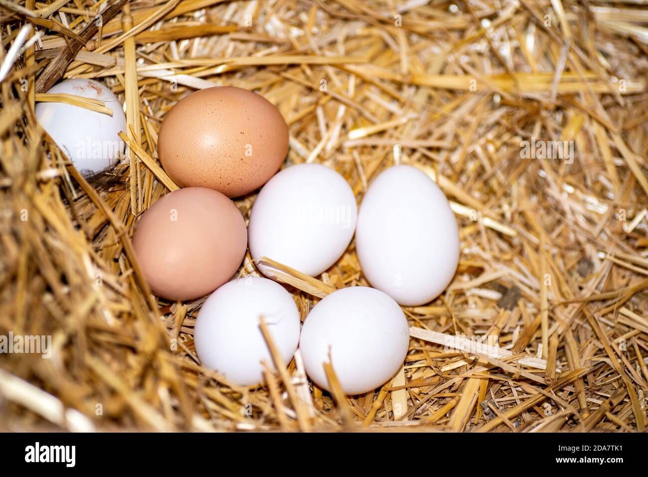 œufs blancs et roses juste nourris dans le coop de poulet Banque D'Images
