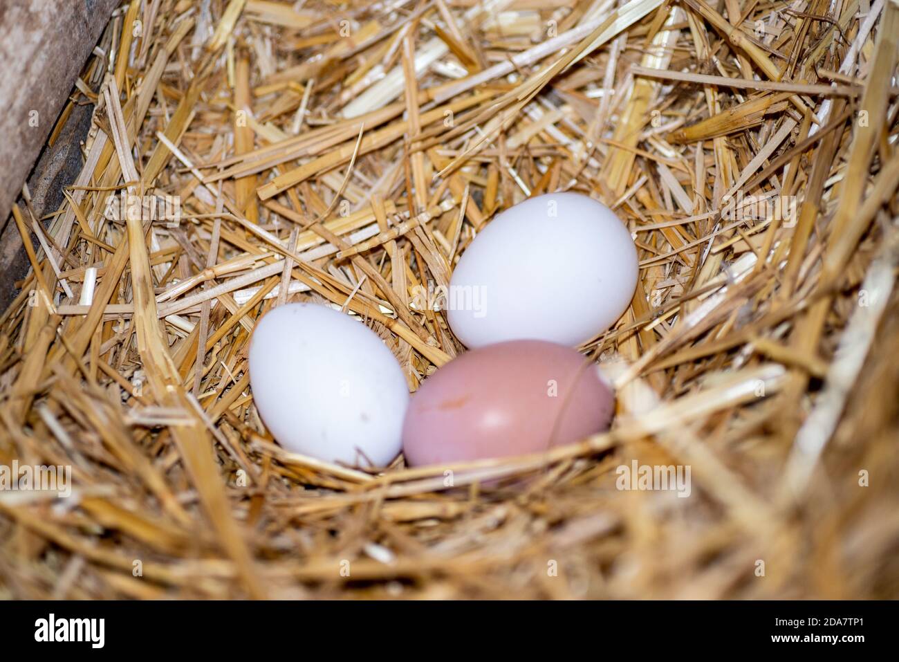 œufs blancs et roses juste nourris dans le coop de poulet Banque D'Images