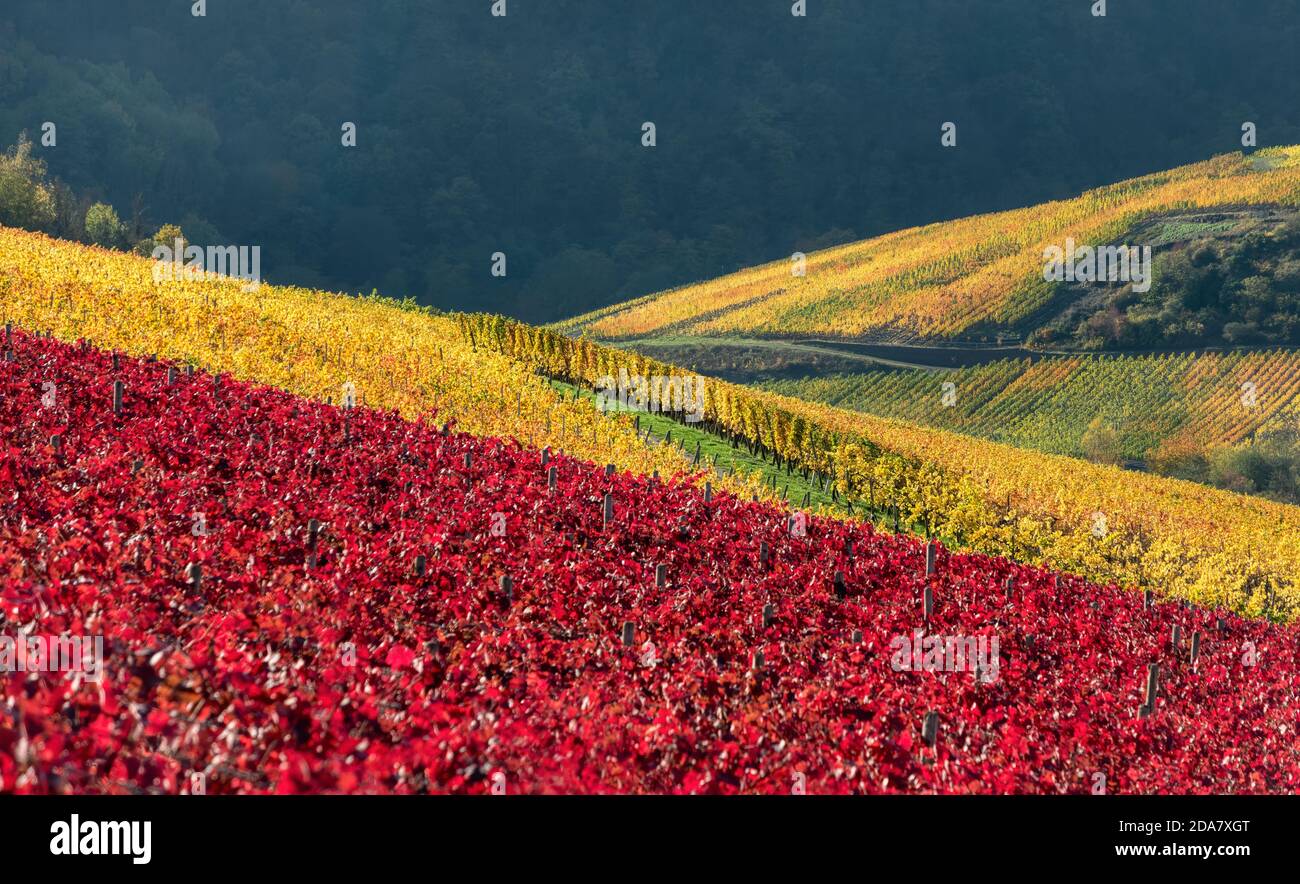 Vignobles rouges et jaunes sur les pentes de la région viticole de la vallée de l'Ahr près de Mayschoss en automne, Eifel, Rhénanie-Palatinat, Allemagne Banque D'Images