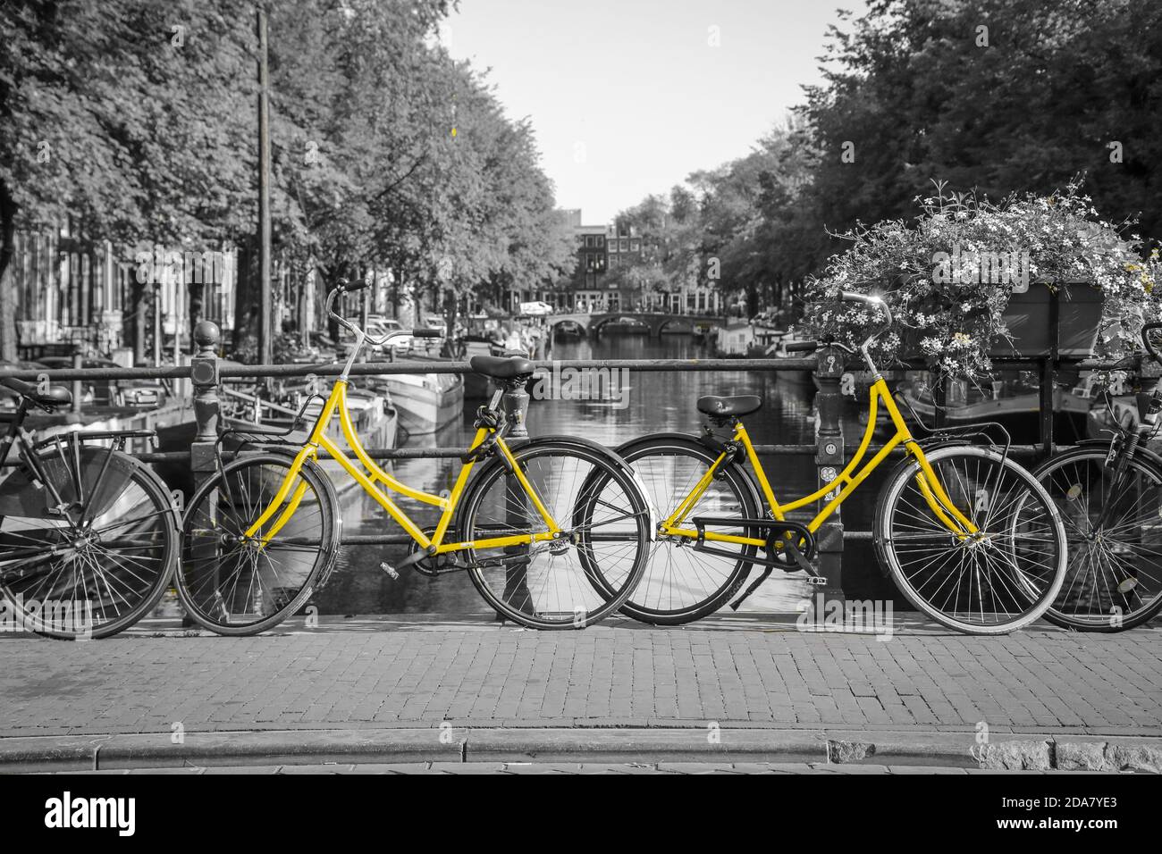 Deux vélos jaunes frais dans les rues d'Amsterdam. Symbole de transport urbain propre et écologique. Isolé sur fond noir et blanc. Banque D'Images