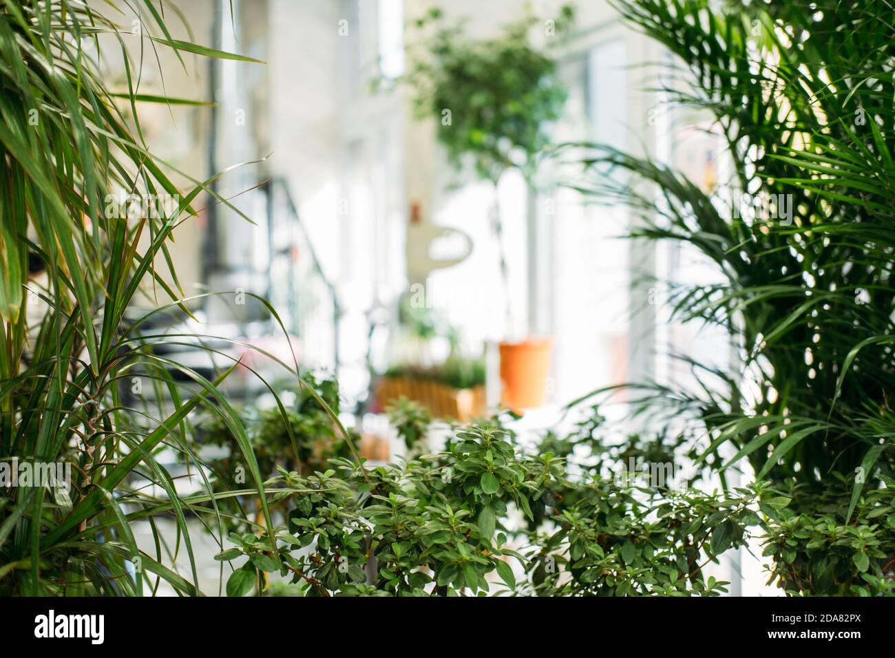 Salon de jardin, Biophilie tendance, vivre avec la nature, intérieur biophile. Nombreuses plantes d'intérieur et miroir dans la conception de lumière. Banque D'Images