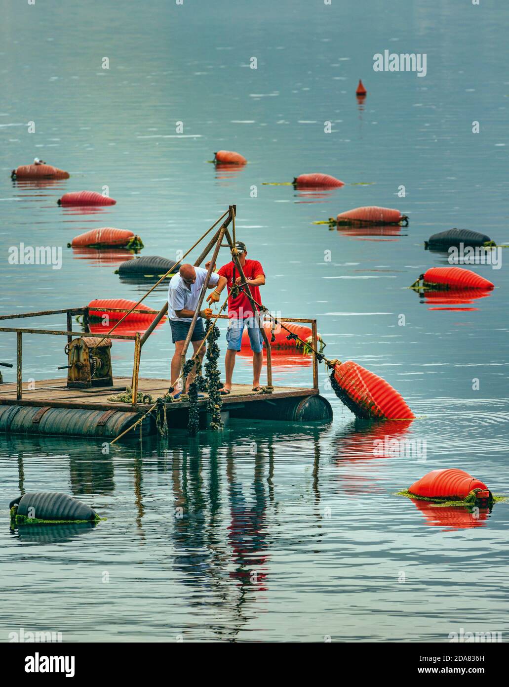 Orahovak, Monténégro. Pêcheurs sur une barge motorisée contrôlant les chaînes de moules poussant sur des cordes dans une ferme de moules. Aquaculture, agriculture aquatique, Banque D'Images