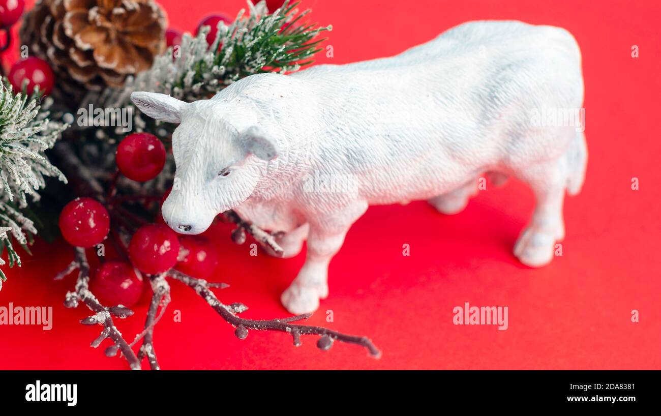 Boeuf blanc sur fond rouge, un taureau comme symbole de l'année 2021 à venir selon le calendrier chinois Banque D'Images