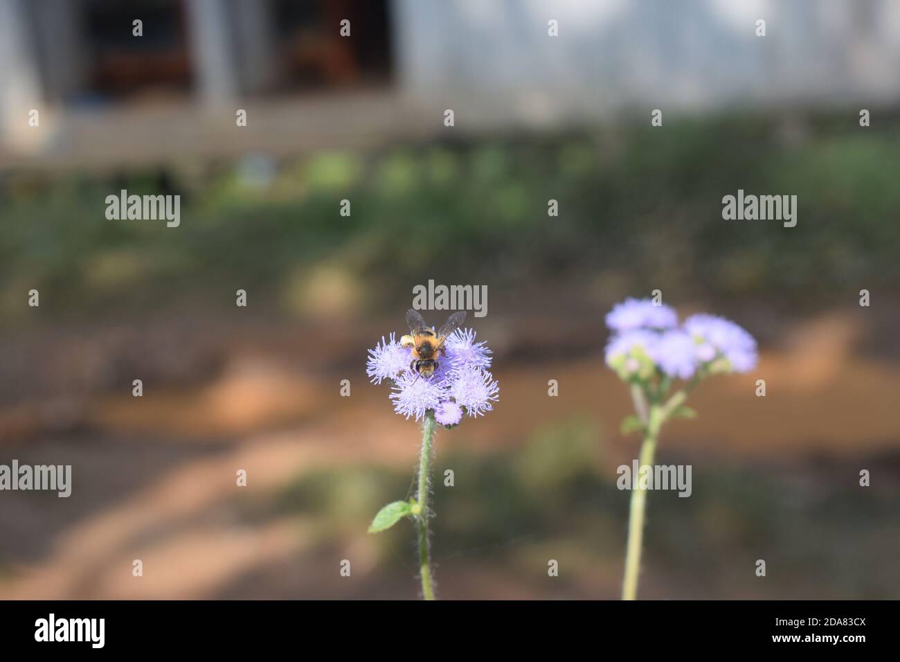 Abeille sur fleur, vison bleu (Ageratum houstonianum) sur fleur Banque D'Images