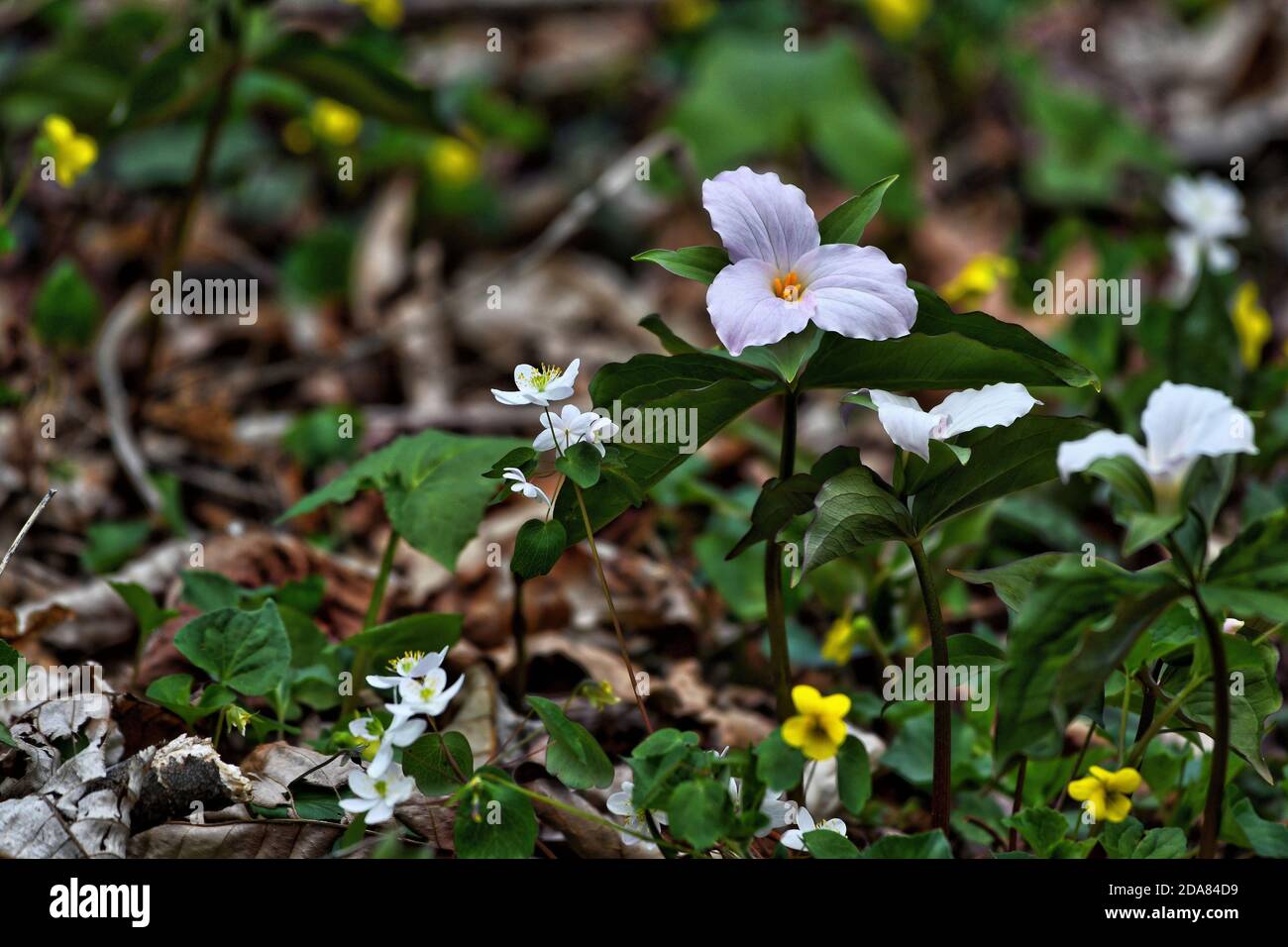 ÉTATS-UNIS - 04-20-2017: Le printemps bat son plein dans la zone de gestion de la faune de G. Thompson où il y a un des plus grands peuplements de grandes fleurs Banque D'Images