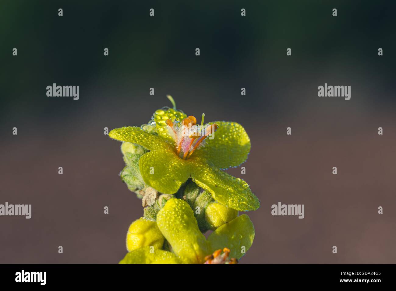 Détail de fleurs de verbascum jaune avec étamines d'orange recouvertes de la rosée tombe Banque D'Images