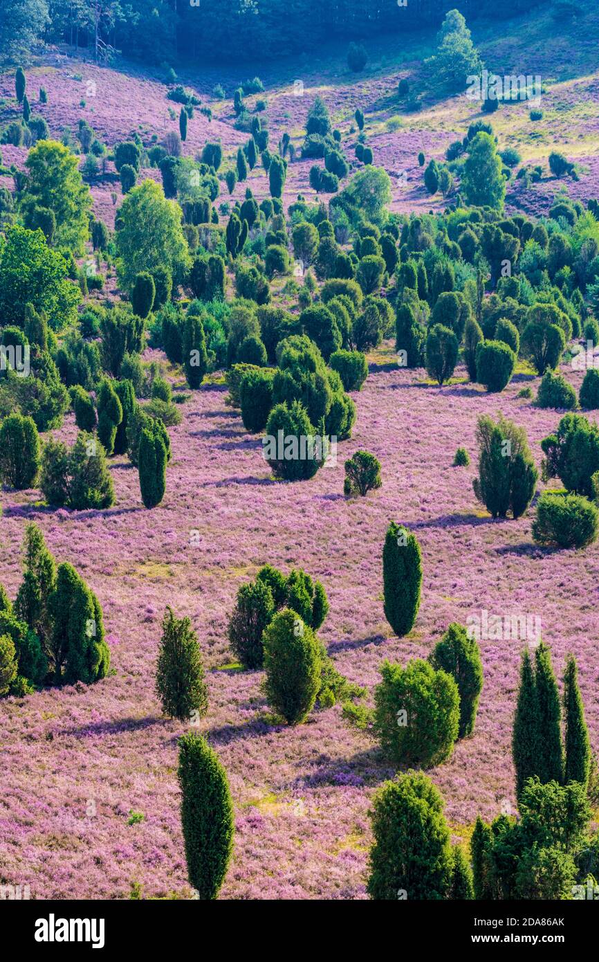 Wilsede: Dépression Totengrund, bruyère sablonneuse, bruyère à fleurs (Calluna vulgaris), genévrier commun (Juniperus communis), Lüneburger Heide, Lüneb Banque D'Images