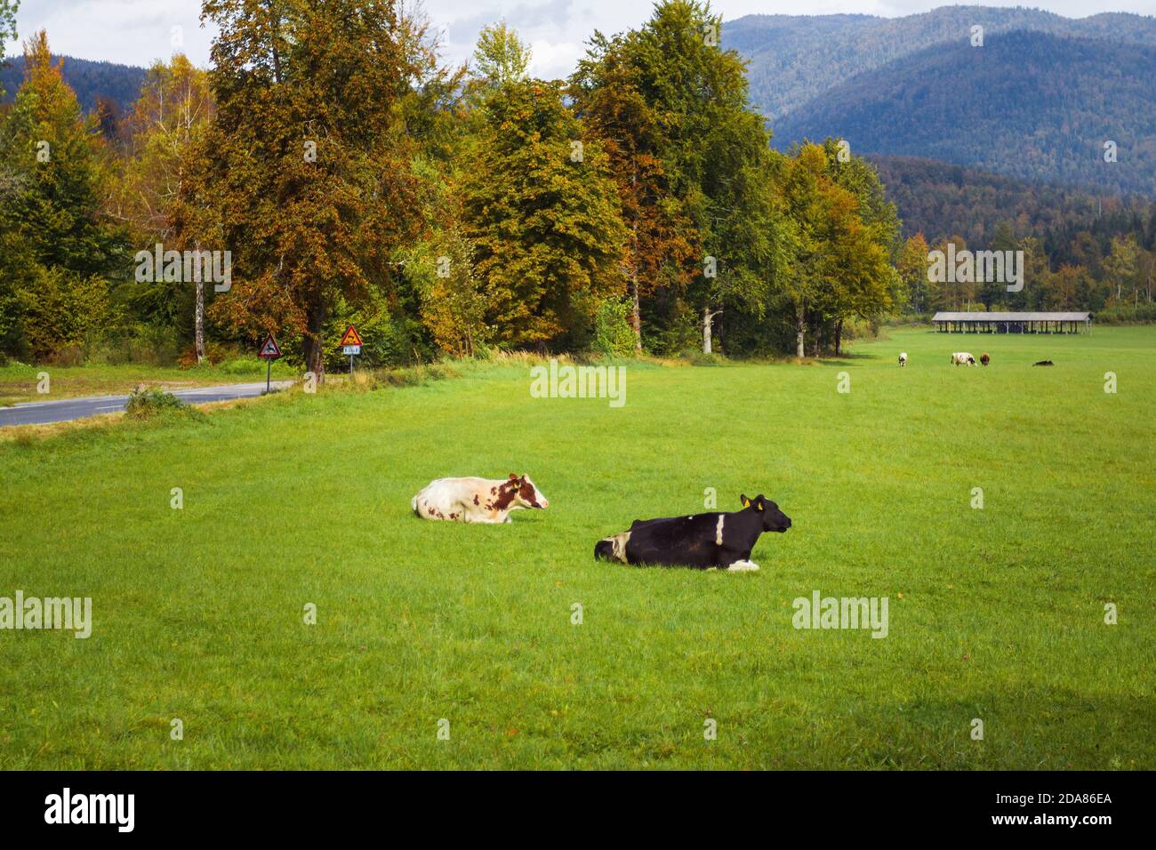 Vaches à la ferme de bétail sur le pâturage herbacé un jour ensoleillé. Banque D'Images