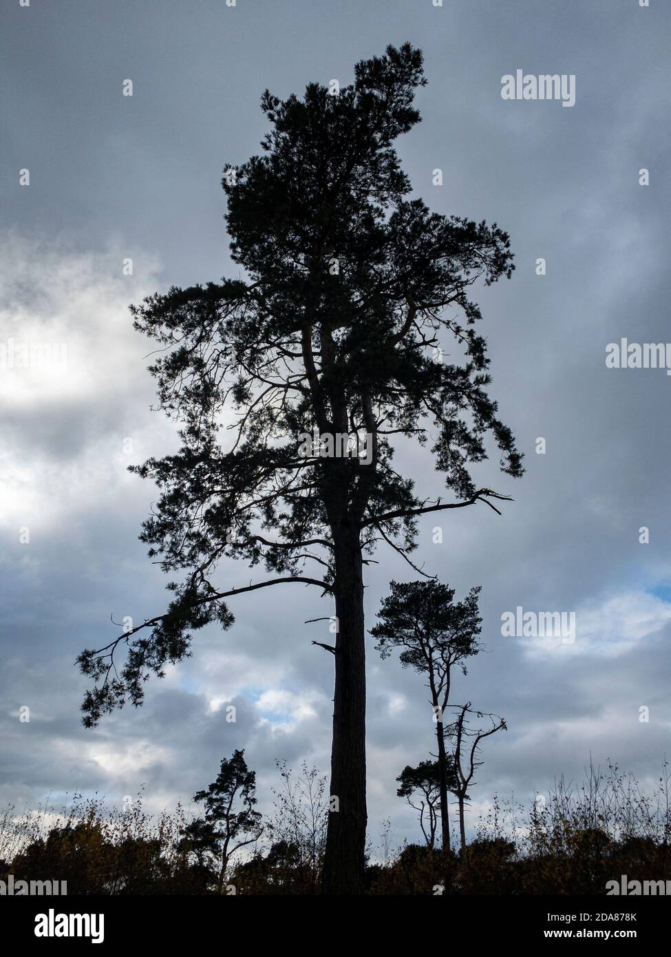 Une journée de gris sur les collines de Lickey au Royaume-Uni alors que les arbres solitaires se tiennent debout contre un ciel froid de novembre. Banque D'Images