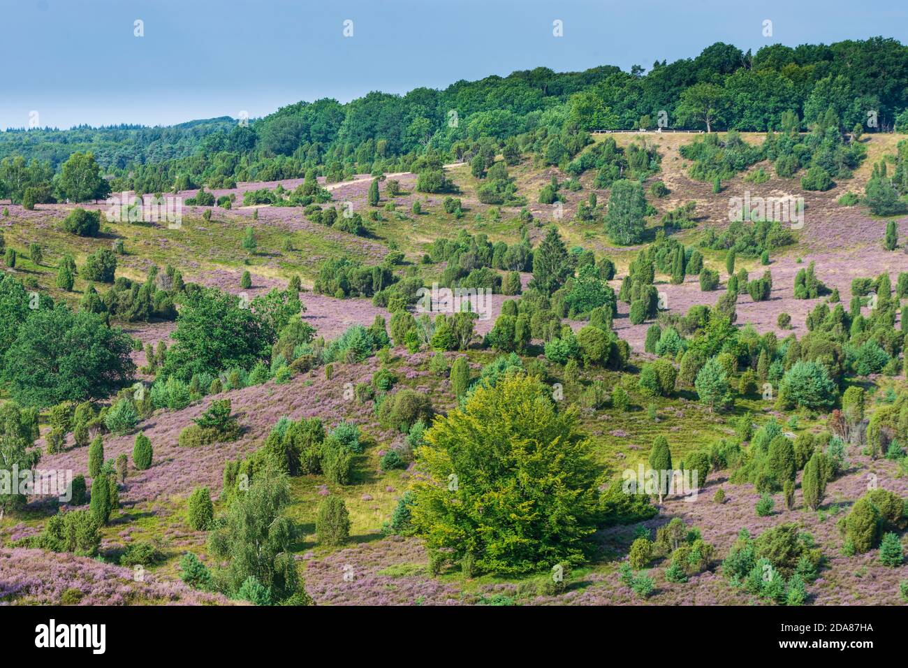 Wilsede: Dépression Totengrund, bruyère sablonneuse, bruyère à fleurs (Calluna vulgaris), genévrier commun (Juniperus communis), Lüneburger Heide, Lüneb Banque D'Images