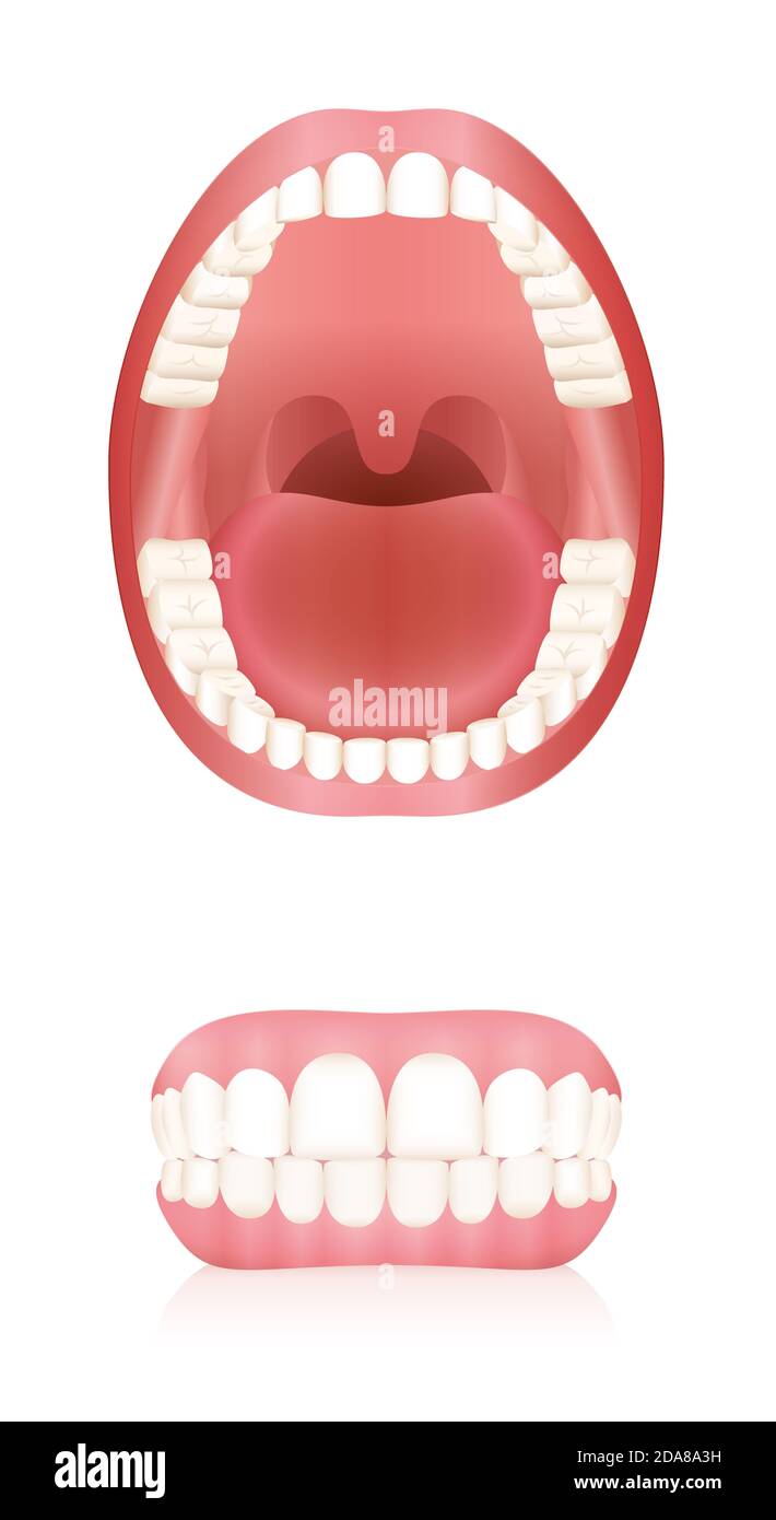 Dents. Modèle de bouche adulte ouvert et dentiers ou fausses dents. Illustration abstraite sur fond blanc. Banque D'Images