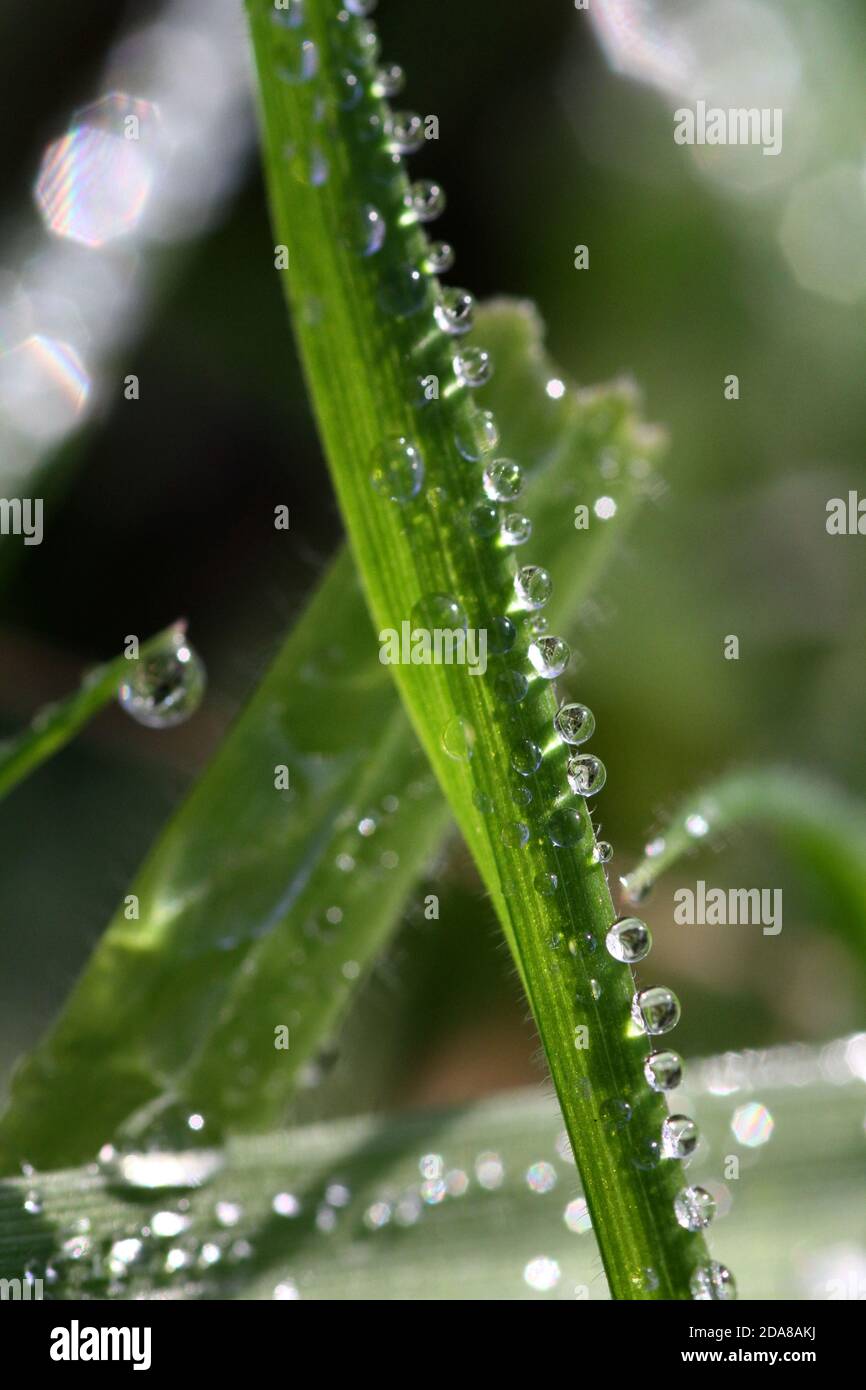 Gouttelettes d'eau (rosée) le matin sur les graminées Banque D'Images