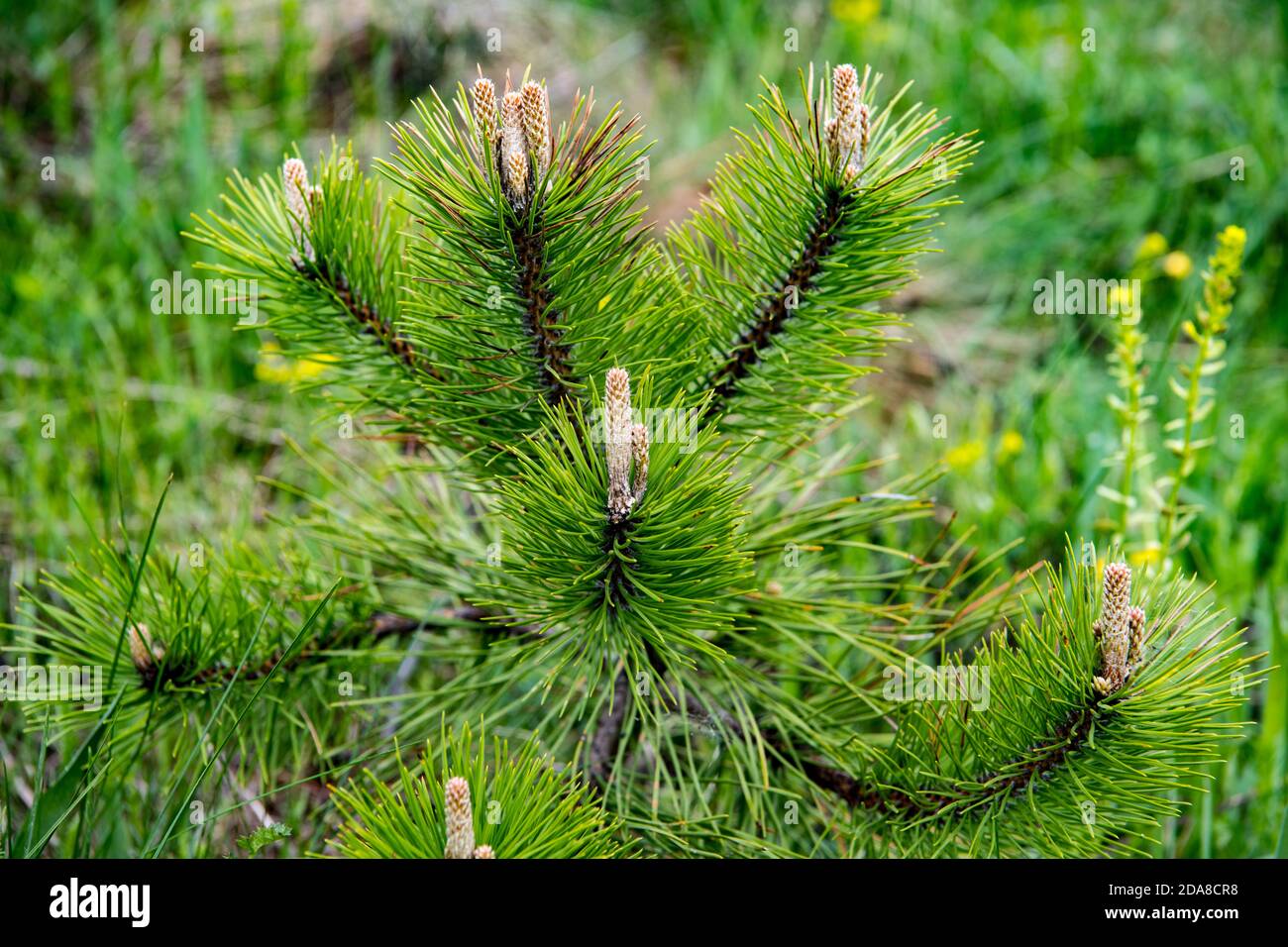 Bourgeon de conifères, floraison printanière Banque D'Images