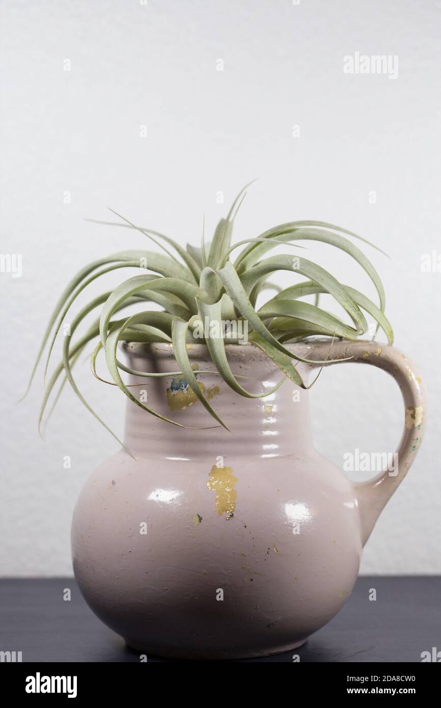Une tillandsia (plante à air) affichée dans un pichet en céramique. Banque D'Images