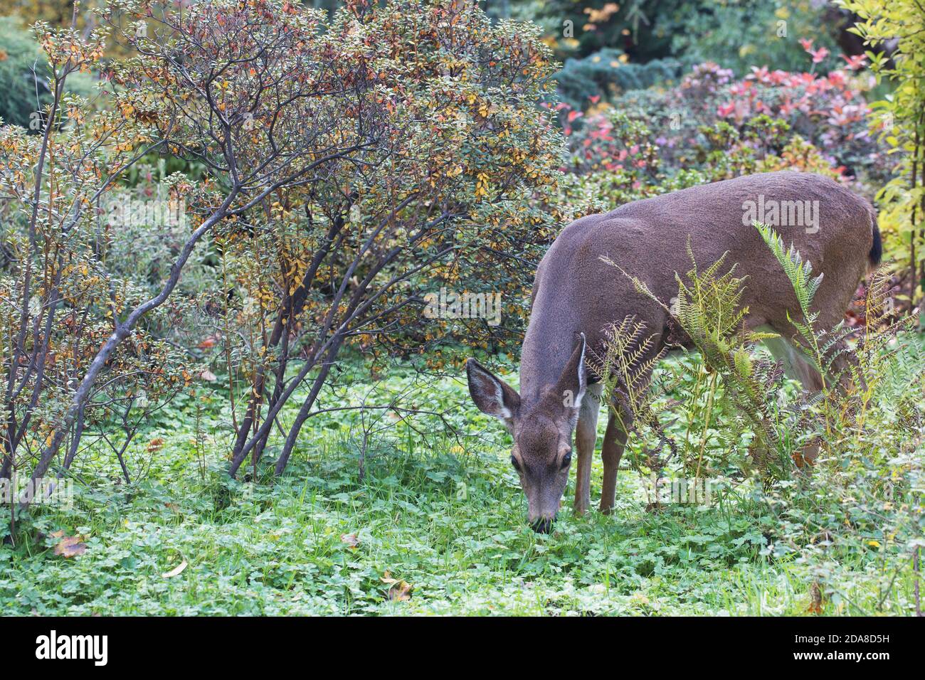 Cerf de queue noir dans Hendricks Park à Eugene, Oregon, États-Unis. Banque D'Images
