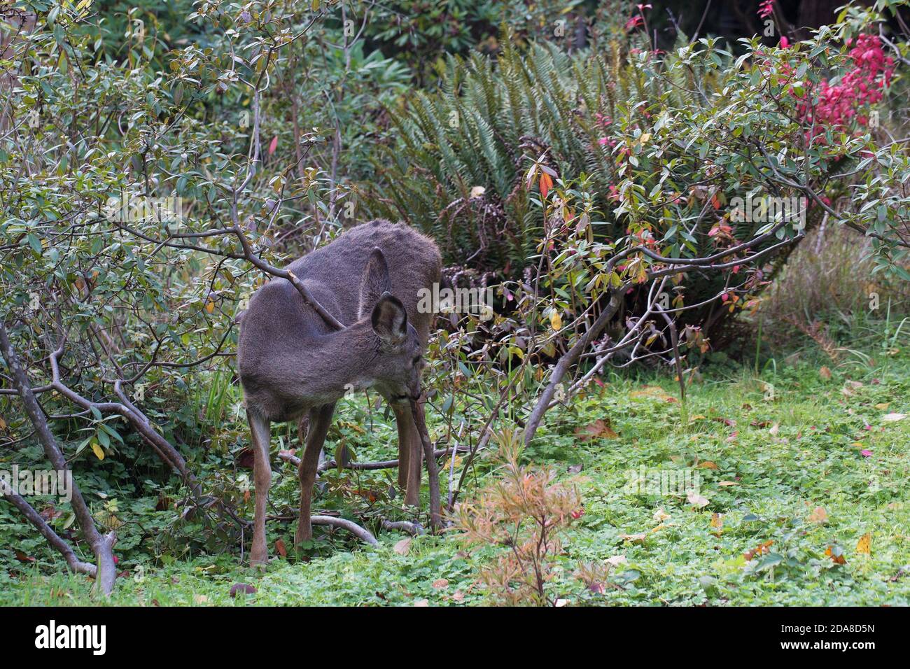 Cerf de queue noir dans Hendricks Park à Eugene, Oregon, États-Unis. Banque D'Images