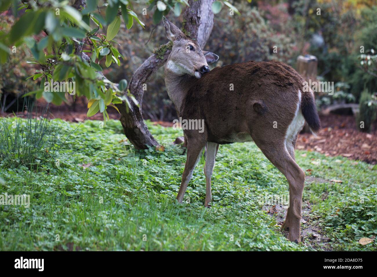 Cerf de queue noir dans Hendricks Park à Eugene, Oregon, États-Unis. Banque D'Images