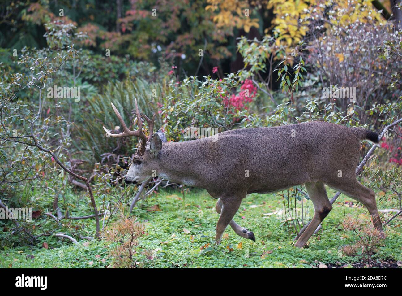 Cerf de queue noir dans Hendricks Park à Eugene, Oregon, États-Unis. Banque D'Images