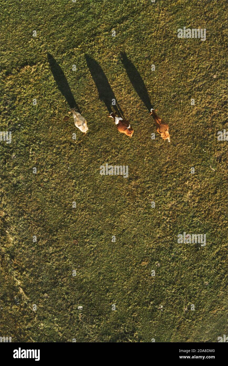 Trois vaches paître sur la prairie des pâturages et jeter l'ombre sur le champ d'herbe, vue aérienne directement au-dessus Banque D'Images