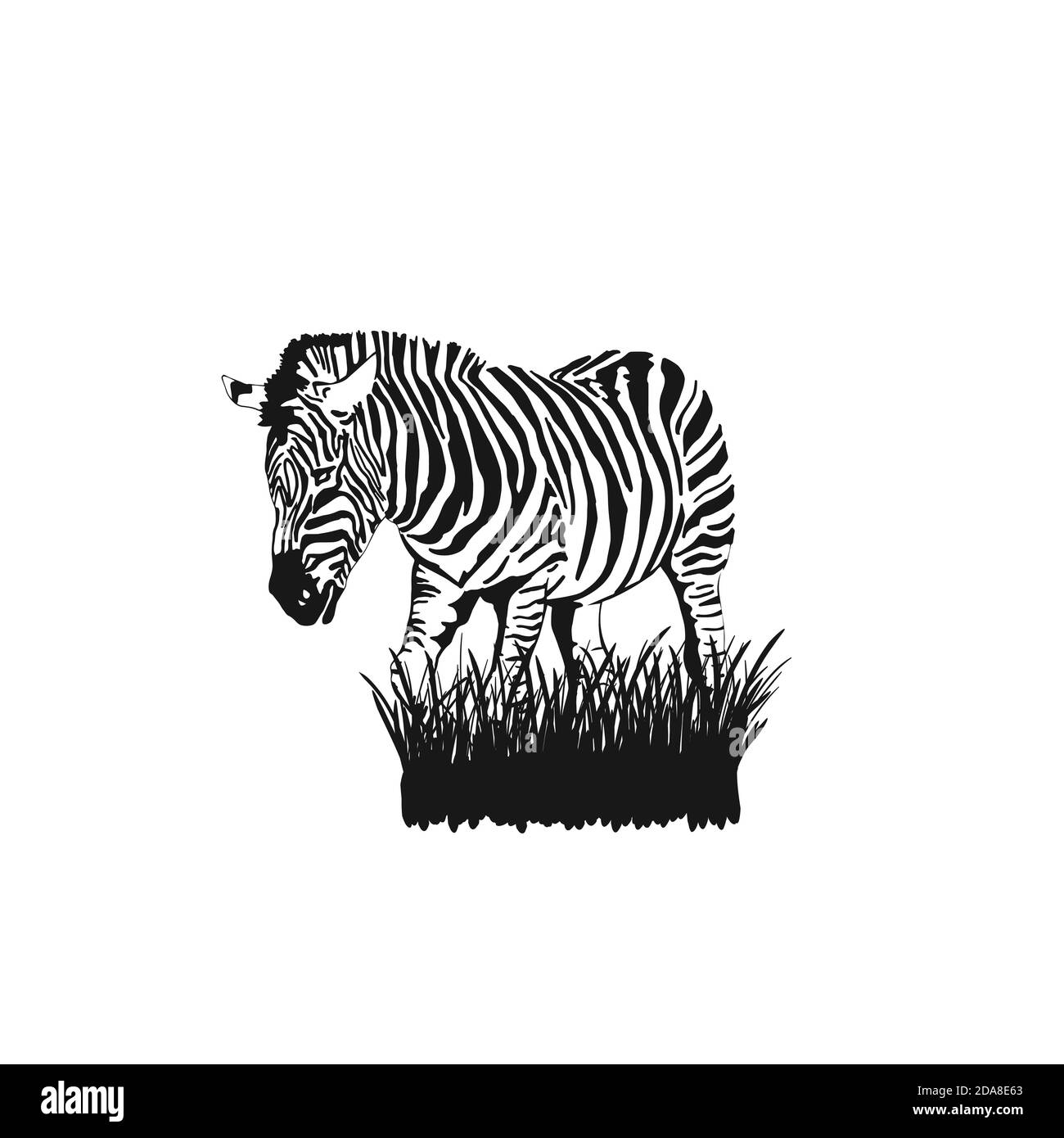 Esquisse graphique Zebra se trouve dans l'herbe isolée sur fond blanc, vecteur Illustration de Vecteur