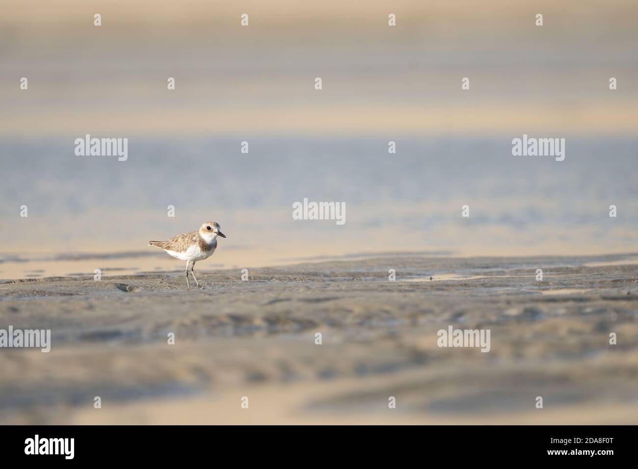 Moins de sable Pluvier sur la côte sud du Qatar Banque D'Images