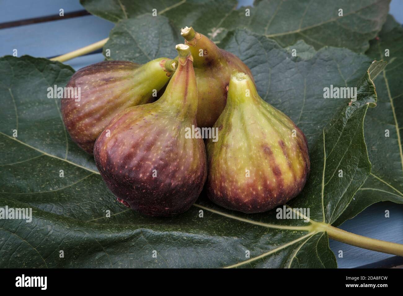 Figs-Ficus carica Banque D'Images