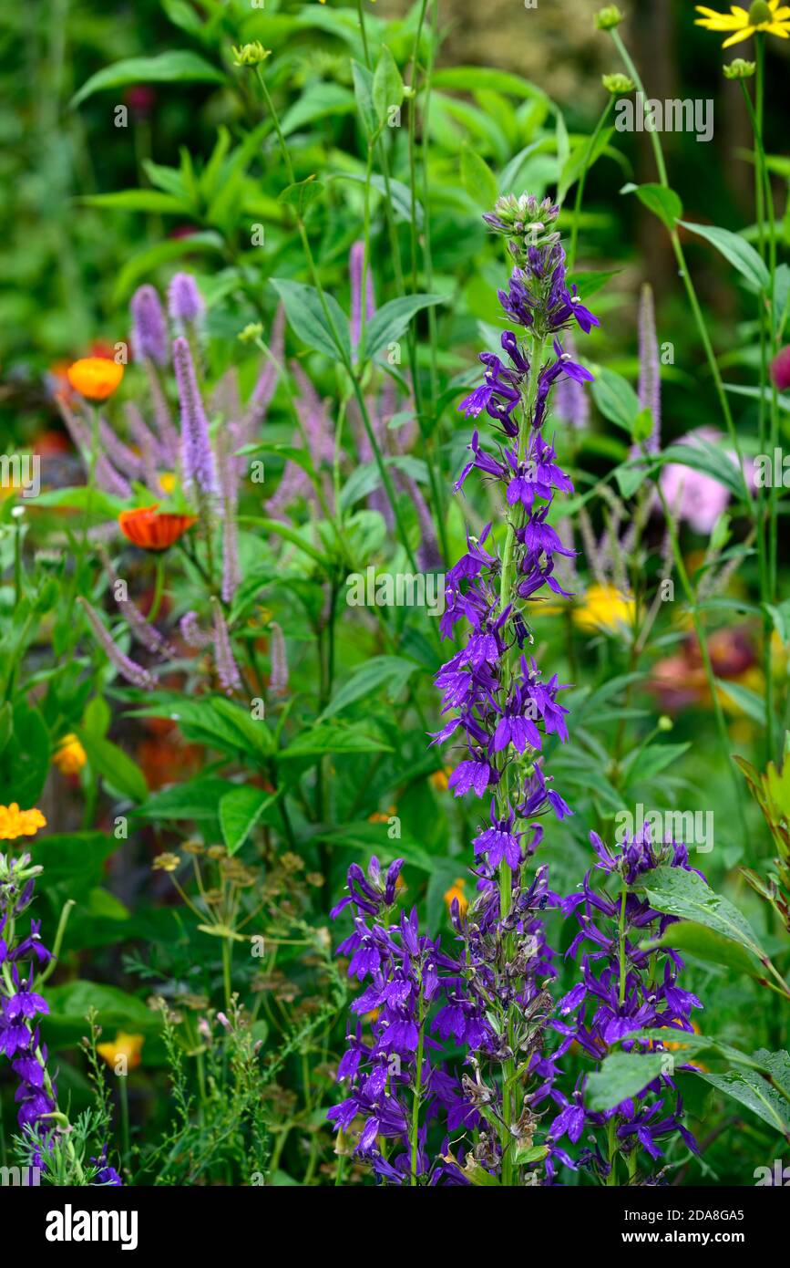 Lobelia × speciosa Hadspen Violet,lobelia Hadspen Violet,fleurs pourpres,fleur,floraison,lobelias,vivace,jardin,jardins,RM Floral Banque D'Images