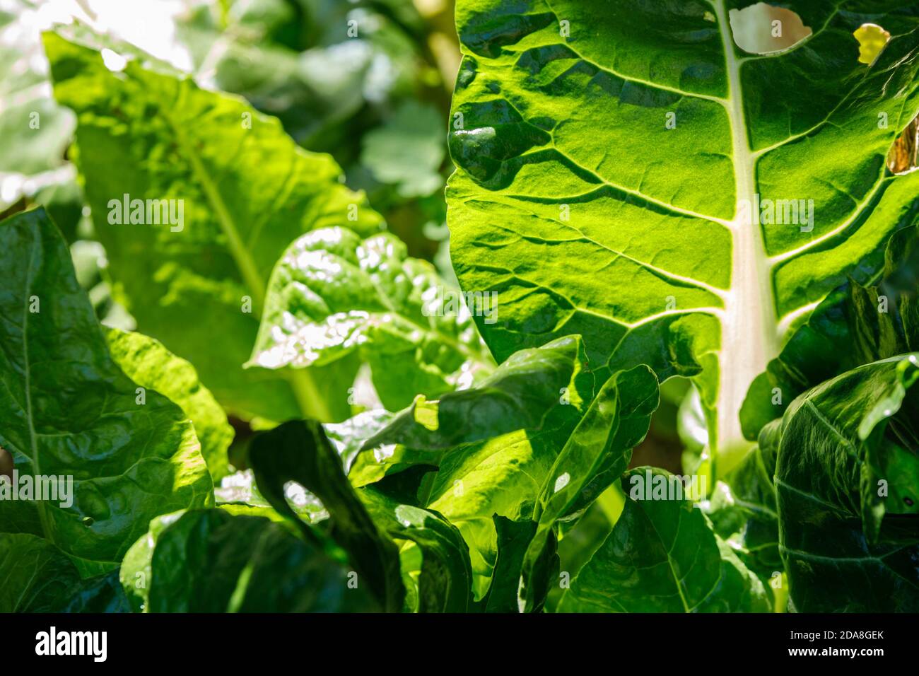 Rhubarbe verte fraîche en plein soleil dans un jardin, texture d'arrière-plan rapprochée pour de nouvelles idées de recettes avec rhubarbe Banque D'Images