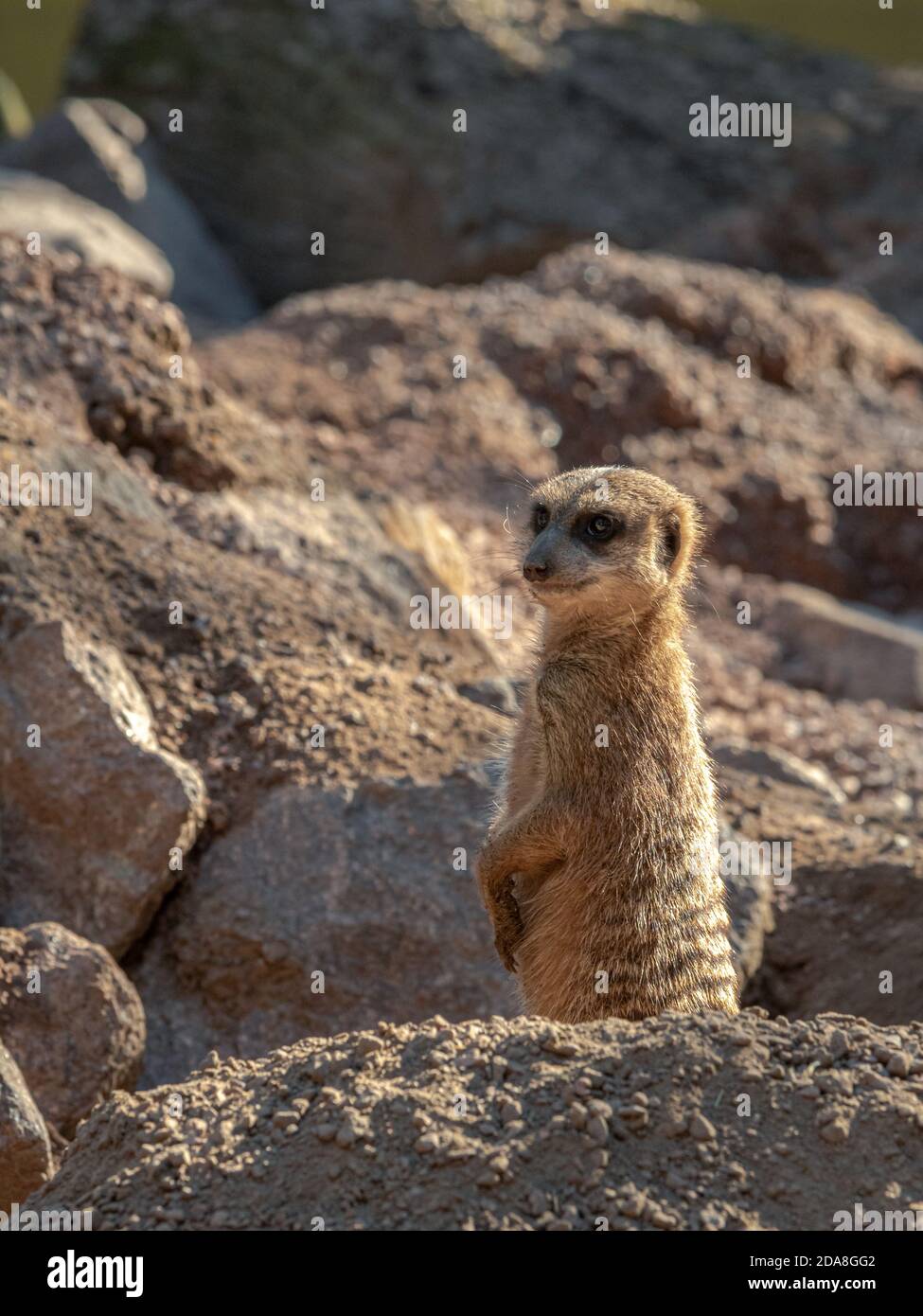 Cet animal souriant regarde vers la gauche, se tient debout dans un environnement naturel fait par les humains, ce sourire montre le danger pour son groupe et Banque D'Images