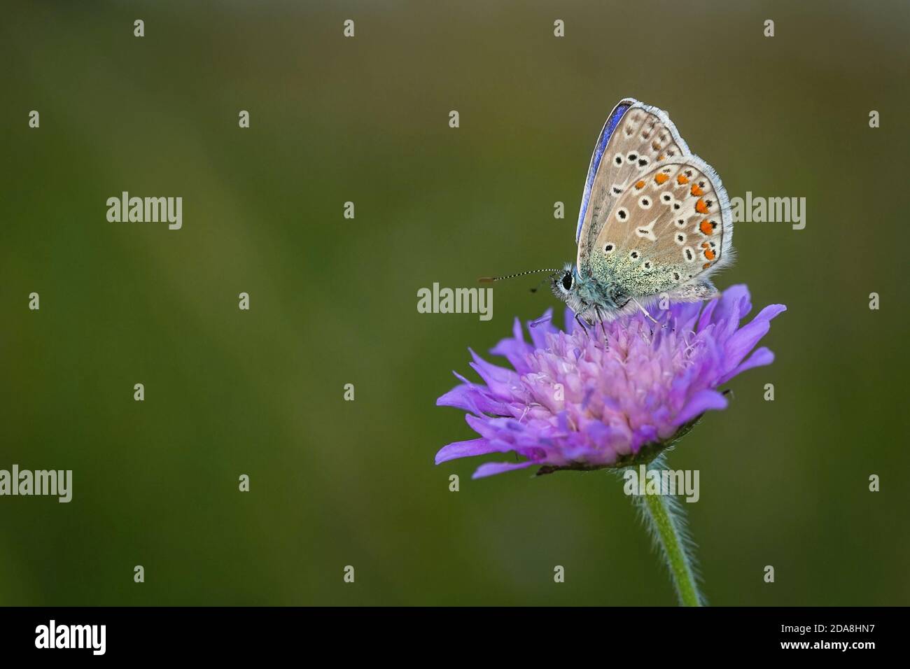 Papillon bleu commun avec des couleurs orange, marron, blanc et bleu et des taches noires assis sur le champ violet de fleurs scabieuses poussant dans un pré. Banque D'Images