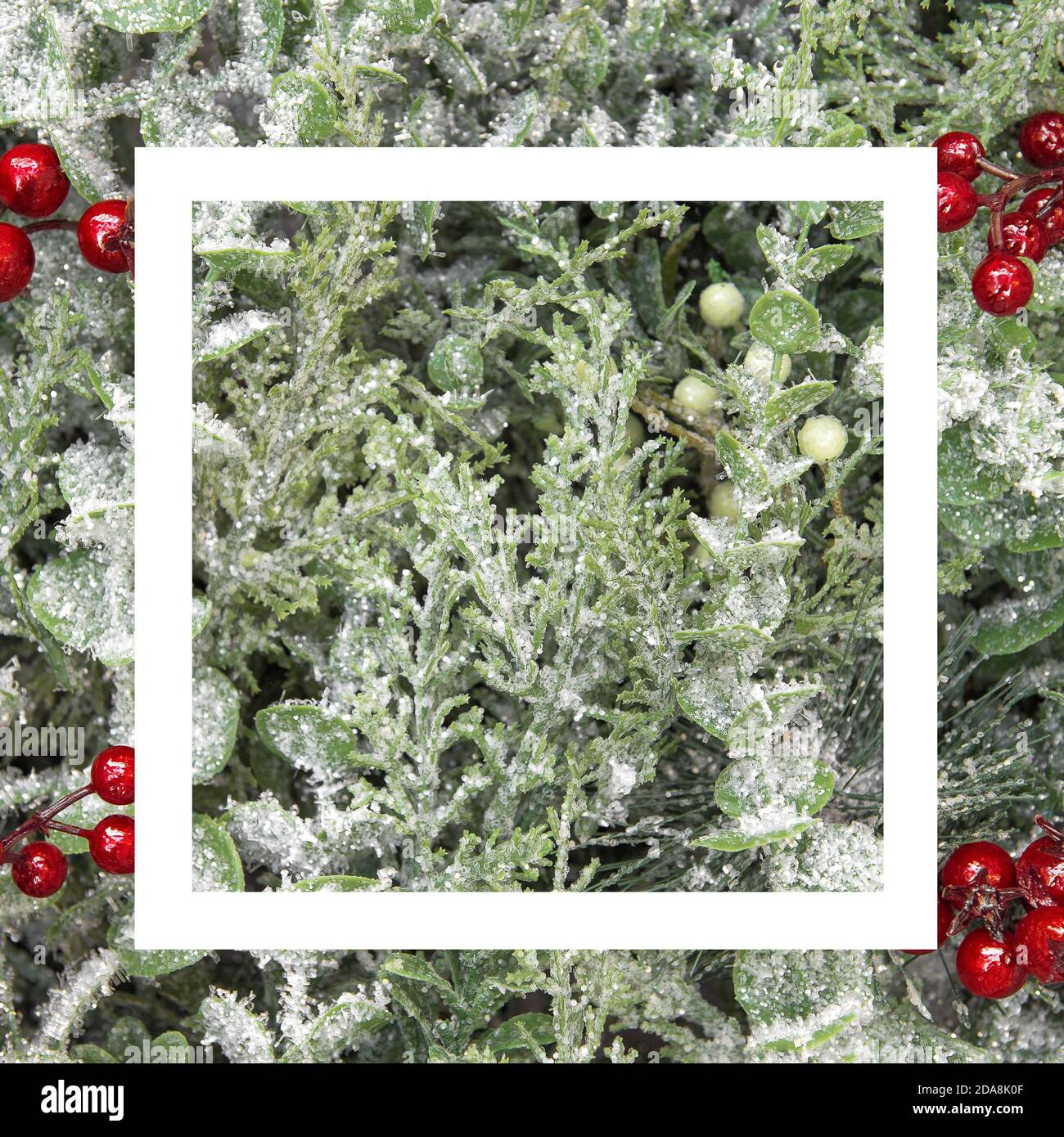 Cadre blanc avec fond de Noël. Branches de pin baies rouges décoration Banque D'Images