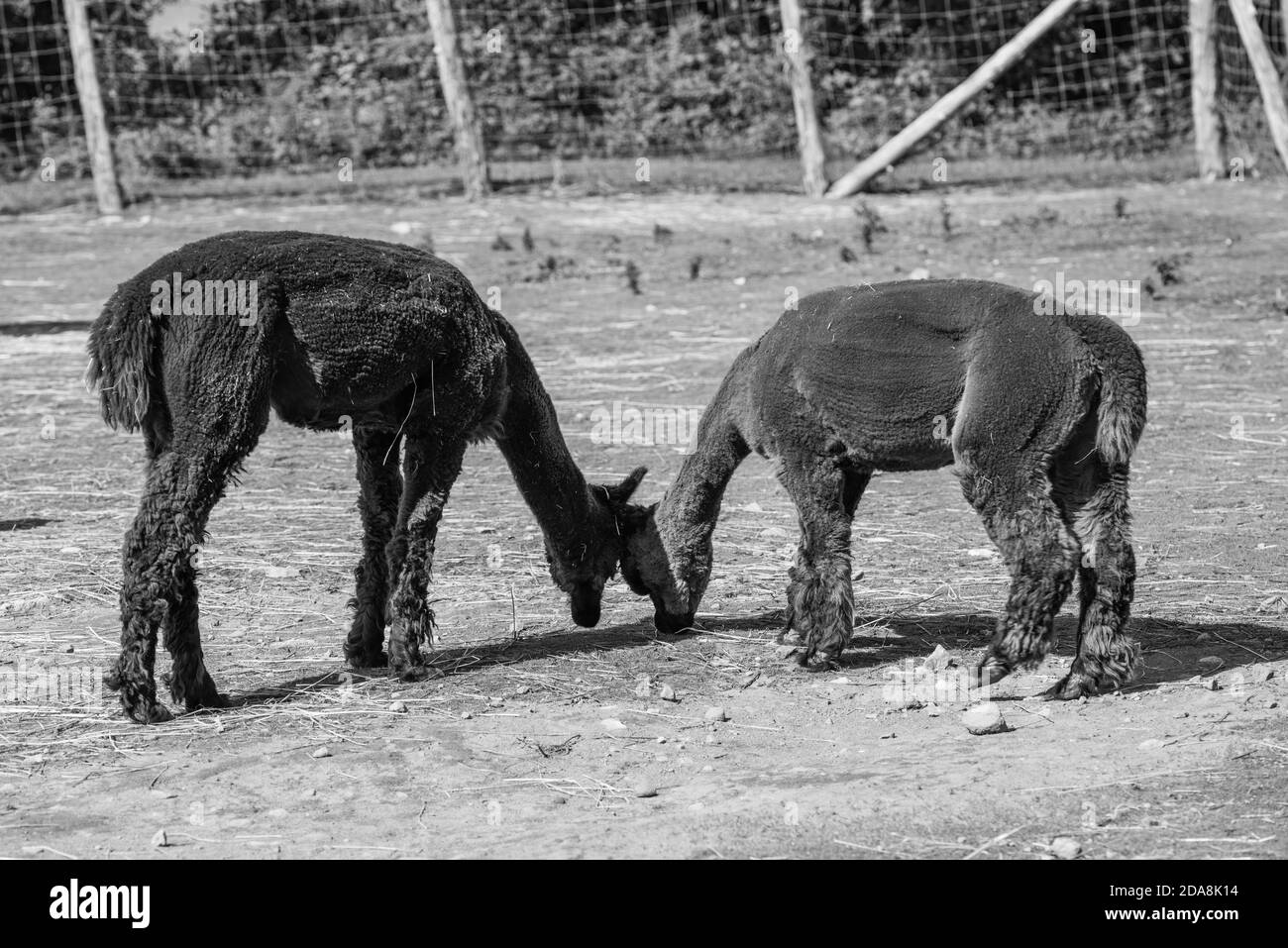 La :Malbaie, Canada - août 18 2020 : toutes sortes d'alpgas et d'alpagas pour bébés dans la ferme alpaga près de la Malbaie Banque D'Images