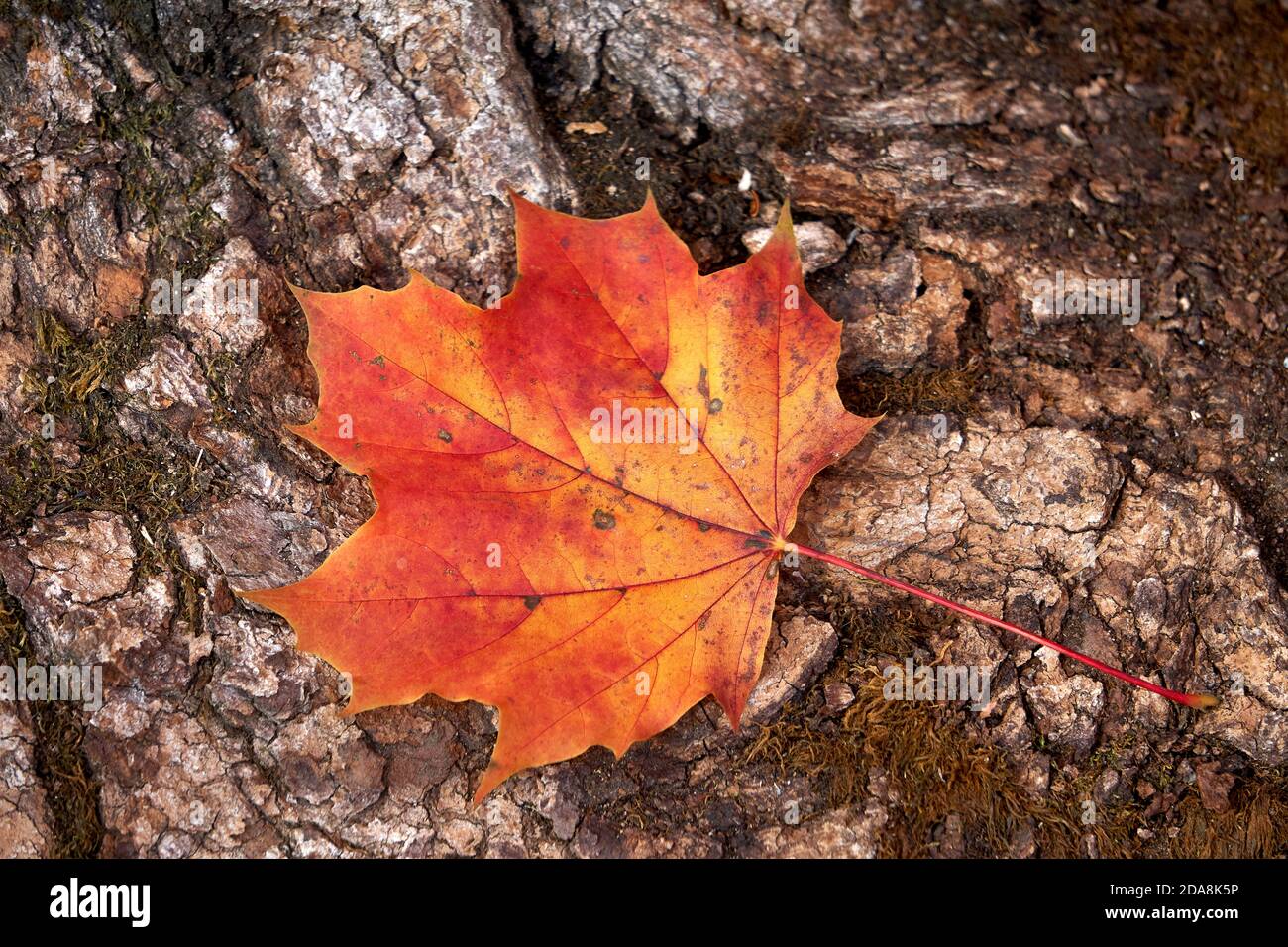 Gros plan d'une feuille et d'une écorce d'érable à sucre rouge et jaune à l'automne, Vancouver (Colombie-Britannique), Canada Banque D'Images