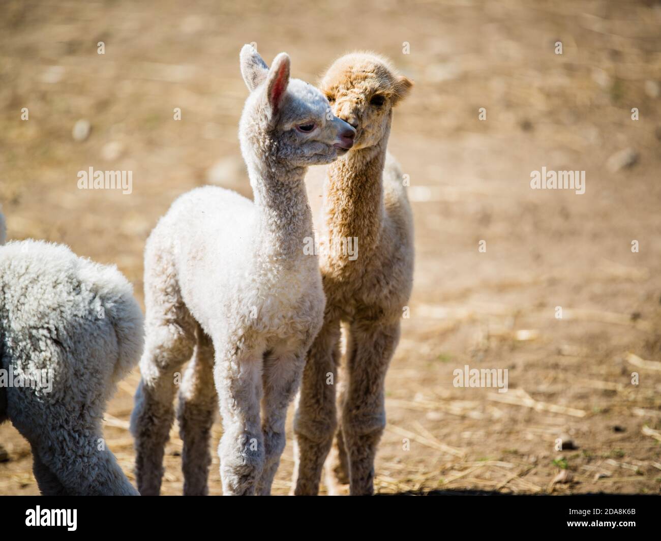 Lama Drole Banque D Image Et Photos Alamy Lama Drole Banque D Image Et Photos Alamy