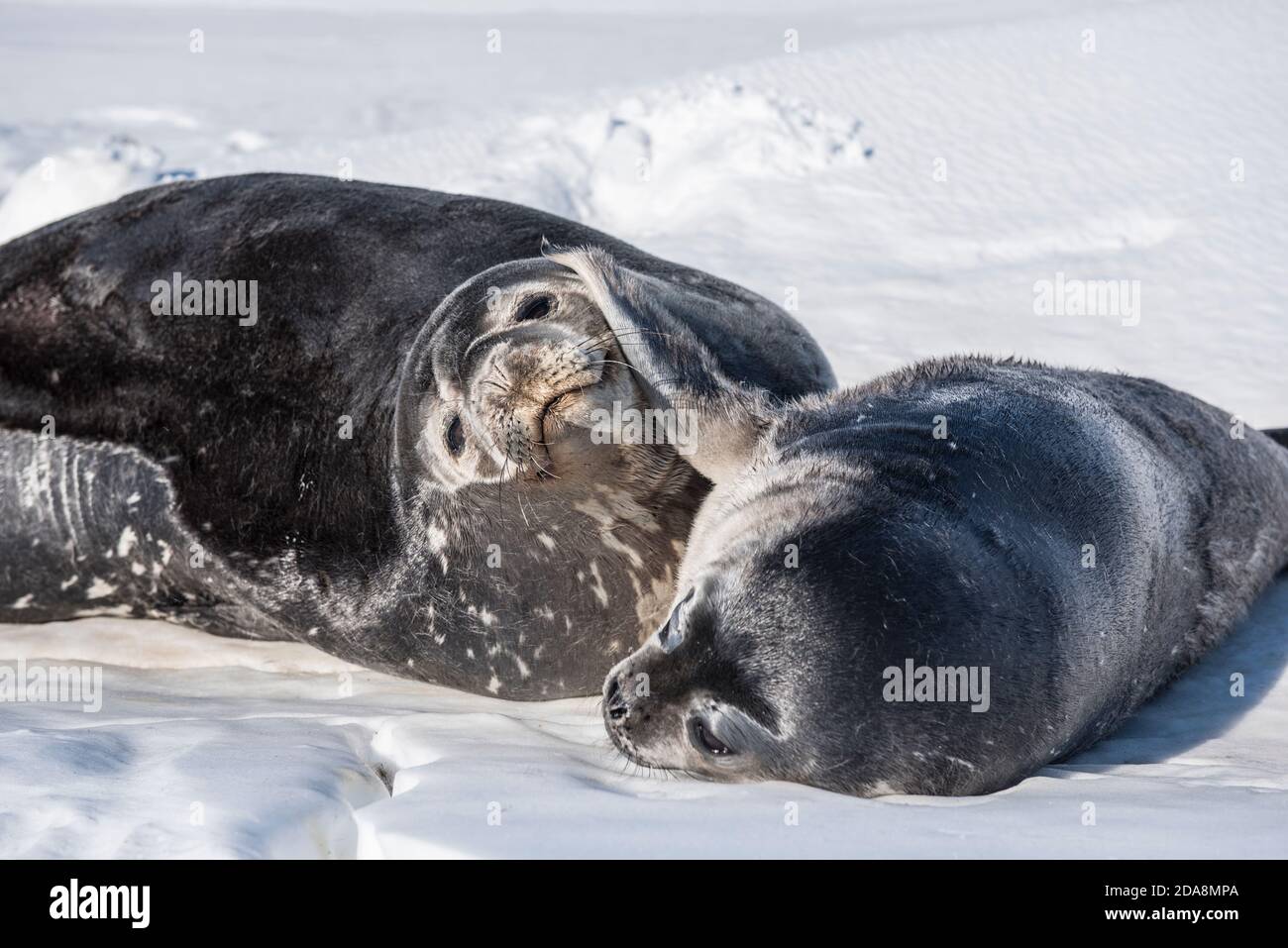 Weddell Seal sur la glace de mer de McMurdo Sound, Antarctique. Banque D'Images
