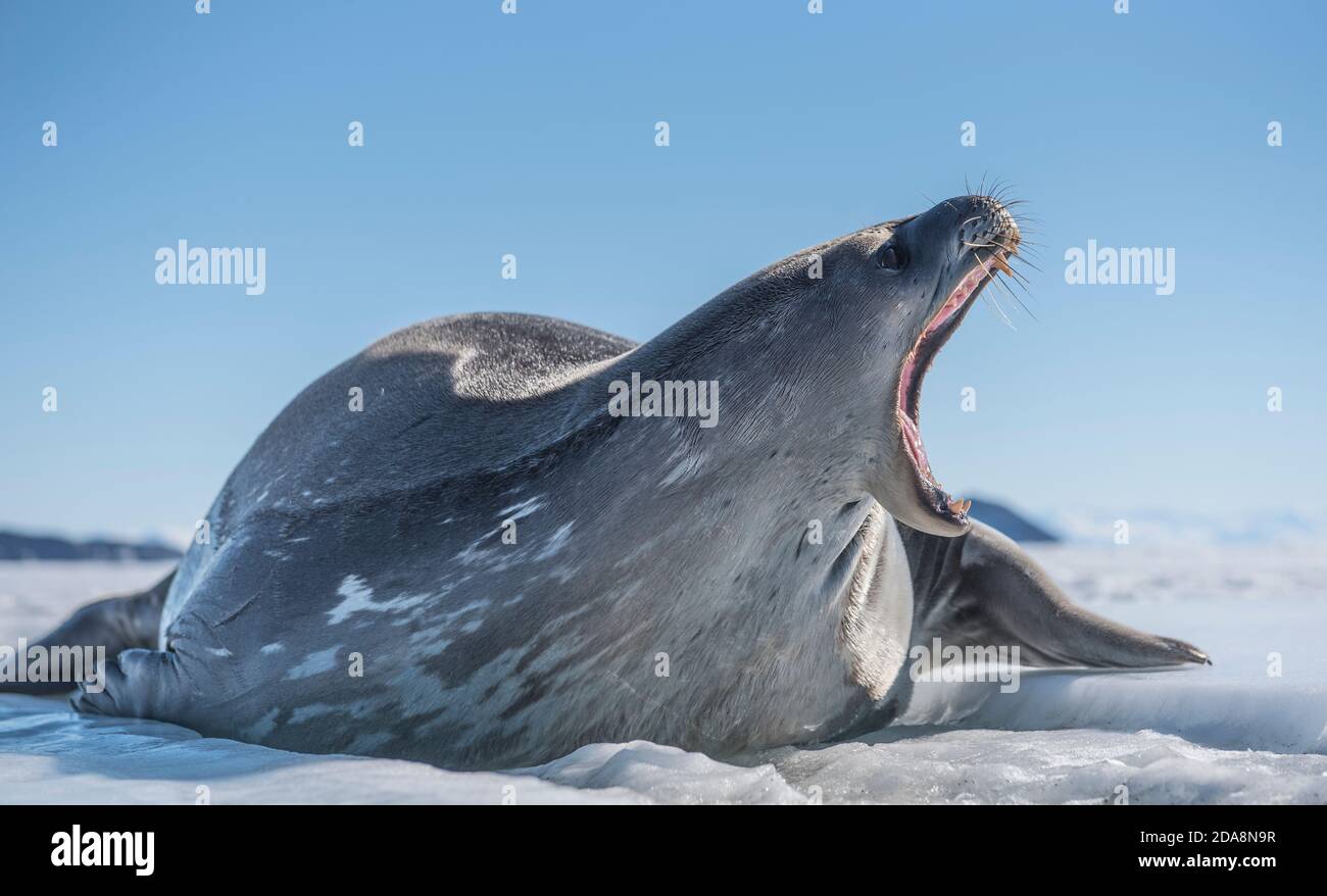 Weddell Seal sur la glace de mer de McMurdo Sound, Antarctique. Banque D'Images