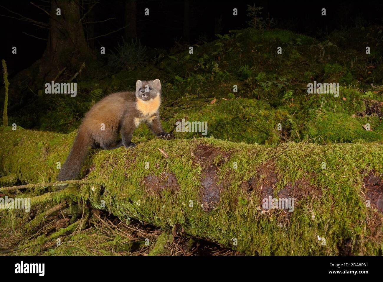 Martre de pin (martes). Loch Lomond et le parc national des Trossachs. Écosse. Banque D'Images