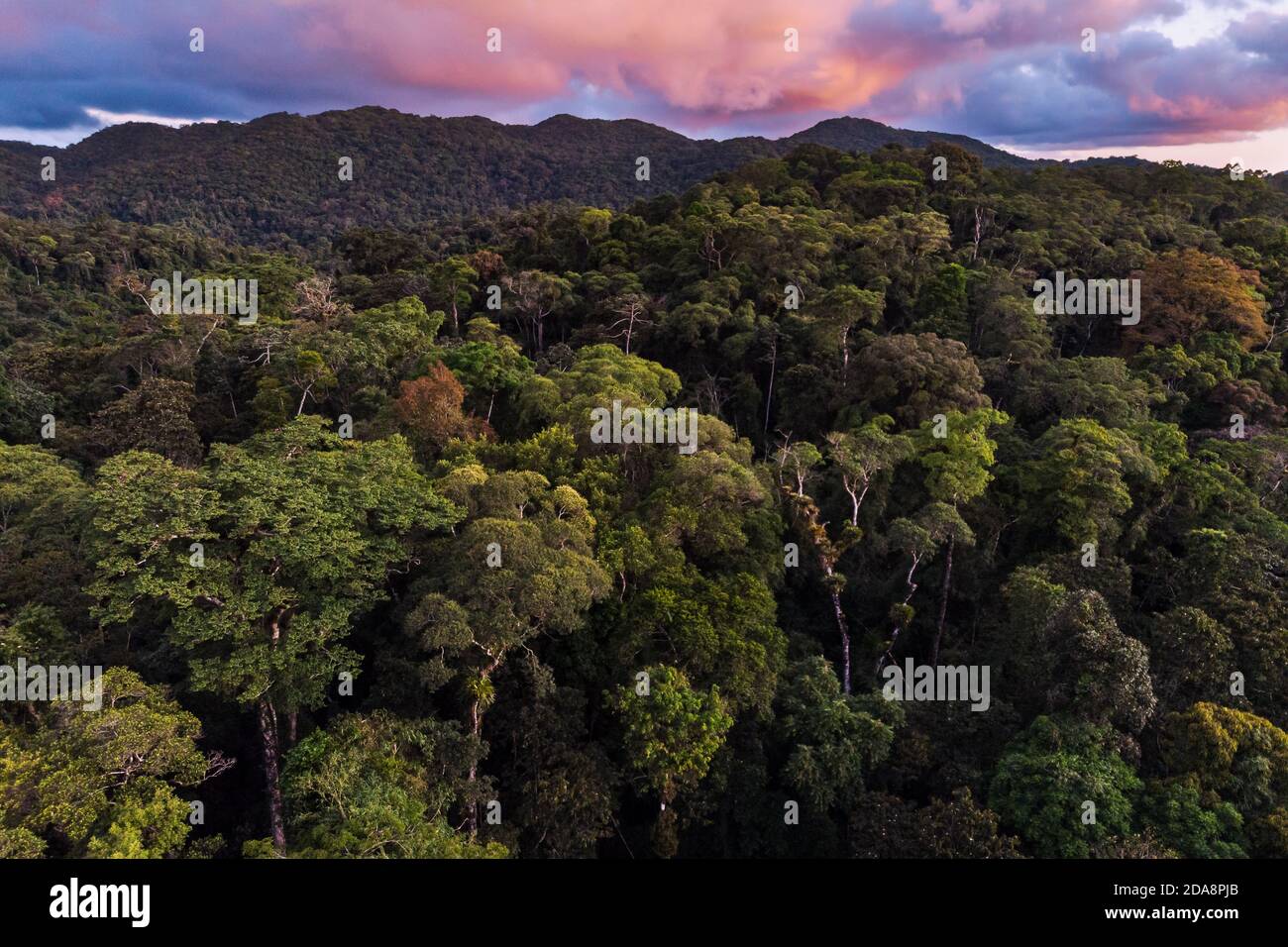 La forêt tropicale de l'Atlantique du sud de l'État de São Paulo ci-dessus Banque D'Images