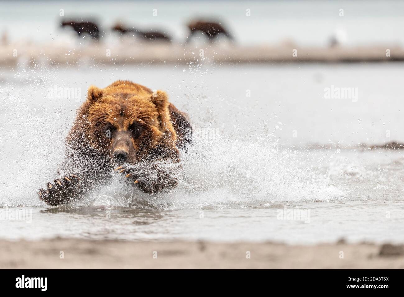 Brown bearÃ‚Â (UrsusÃ‚arctos)Ã‚Â traversant la rivière, Lac KurileÃ‚, péninsule de Kamchatka, Russie Banque D'Images