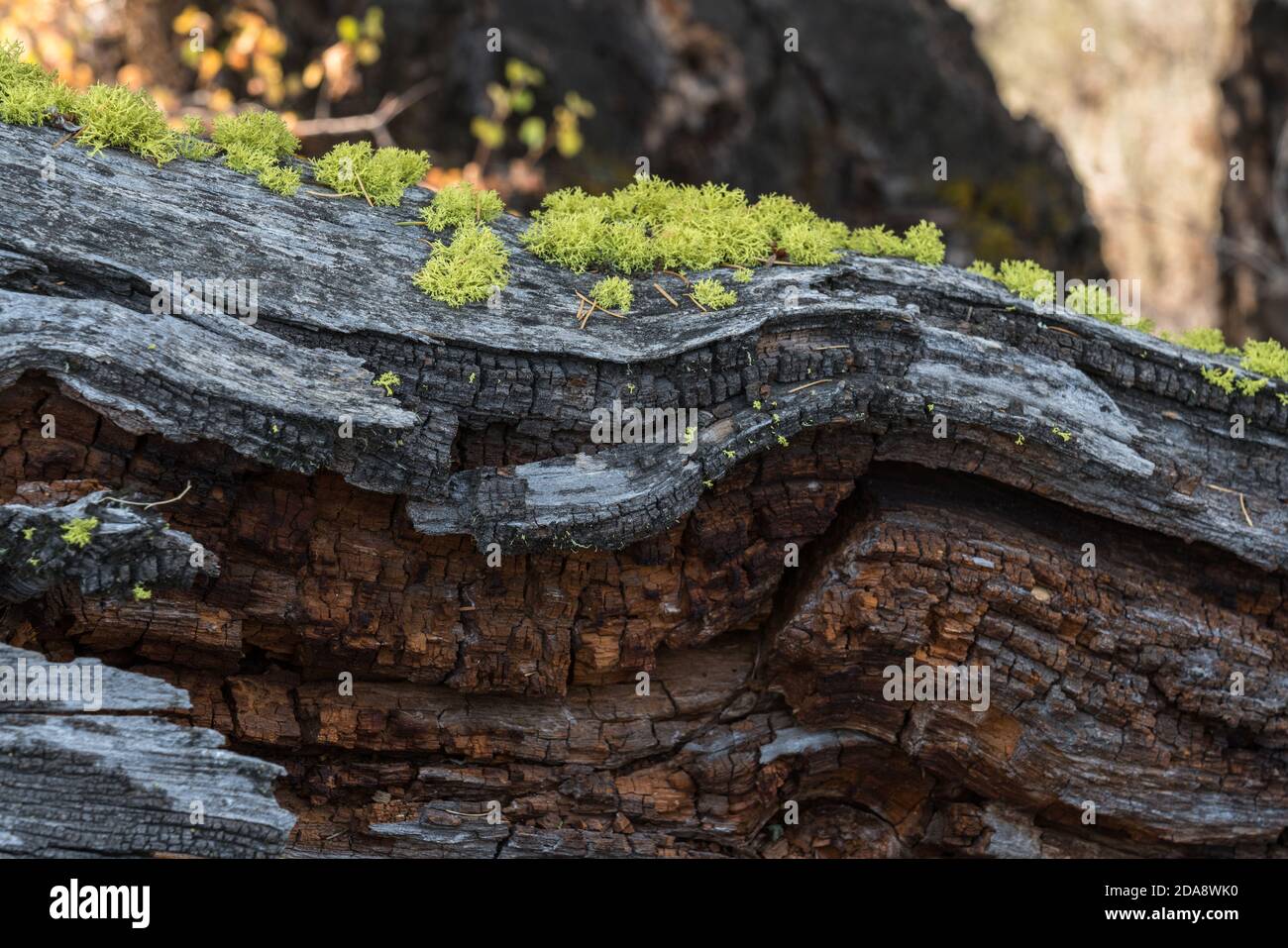 Le lichen des loups, un lichen filamenteux, pousse généralement sur l'écorce des conifères vivants et morts dans le parc national de Yellowstone, Wyoming, États-Unis. Banque D'Images